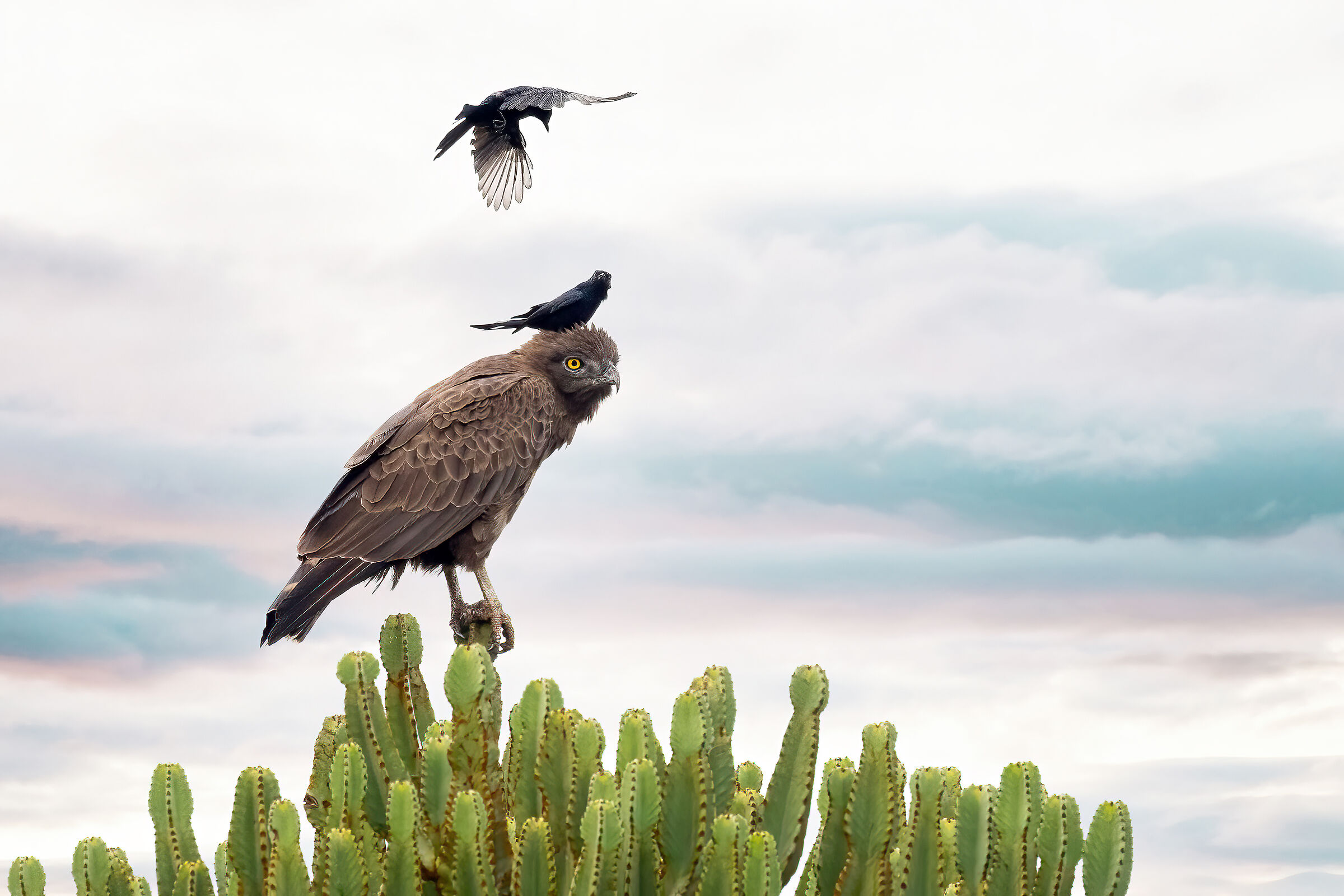 Eagle bored with two birds