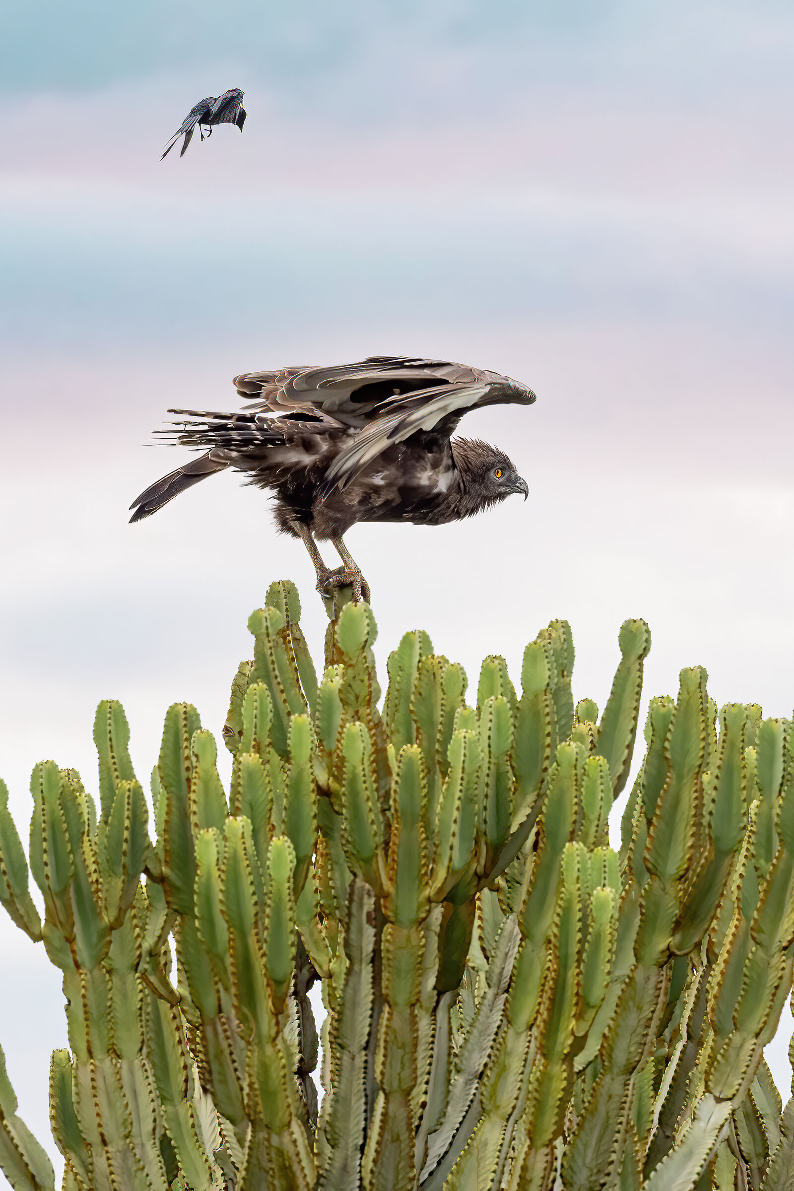 The Eagle and the Bird