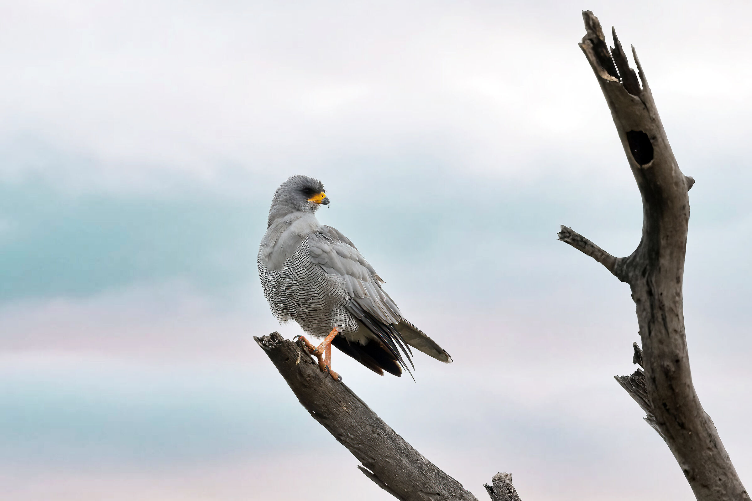 Raptor to be confirmed