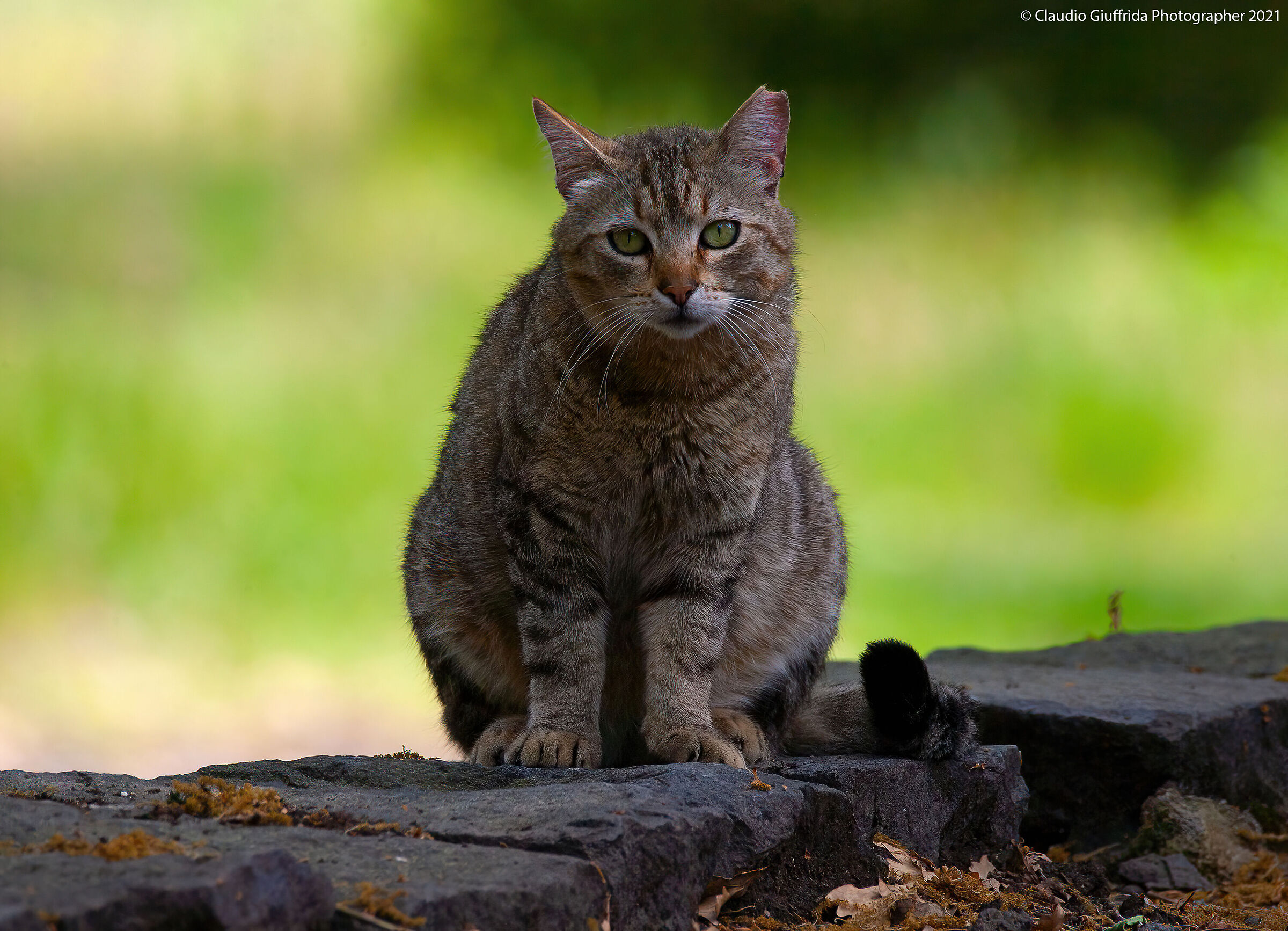 Il gatto della Casa delle Farfalle