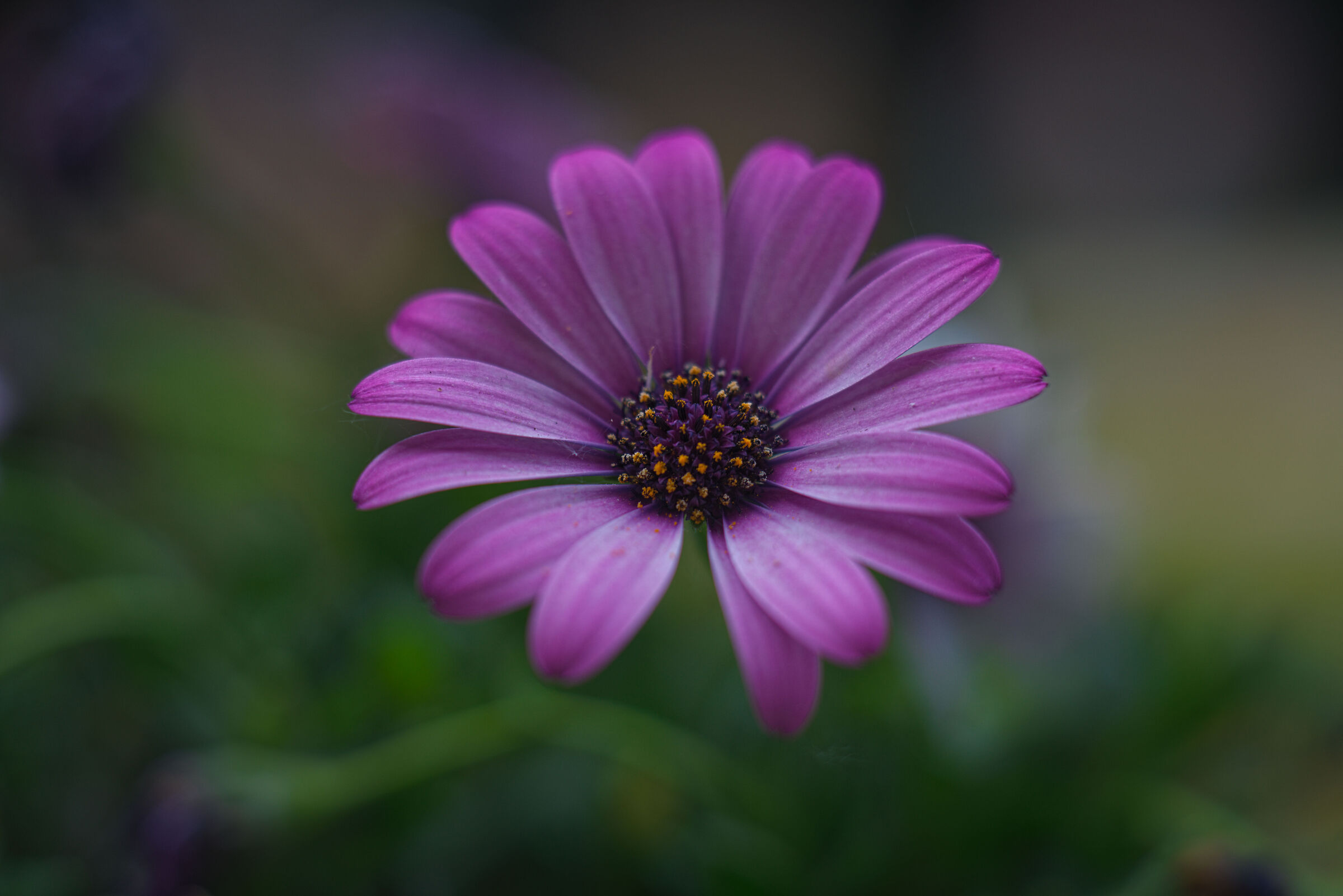 Test Zeiss Batis 85mm