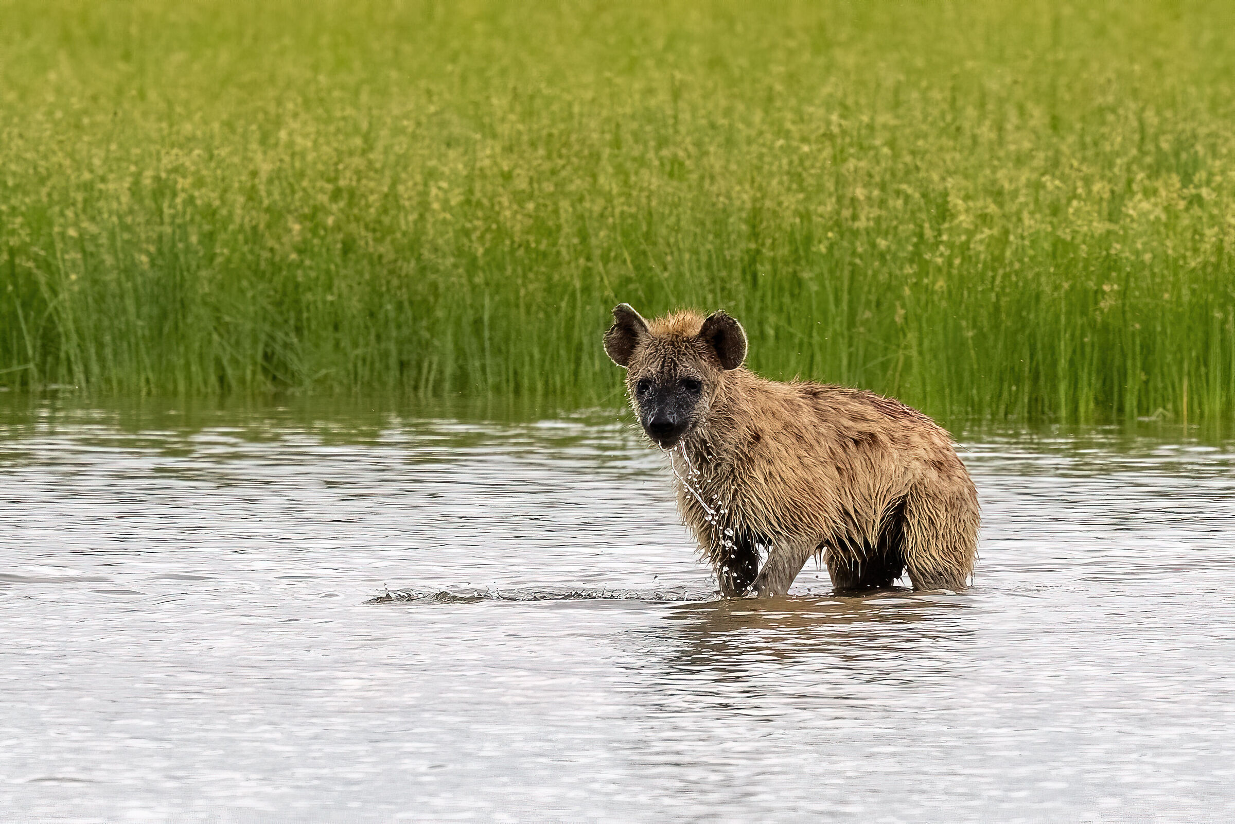 hyena in water