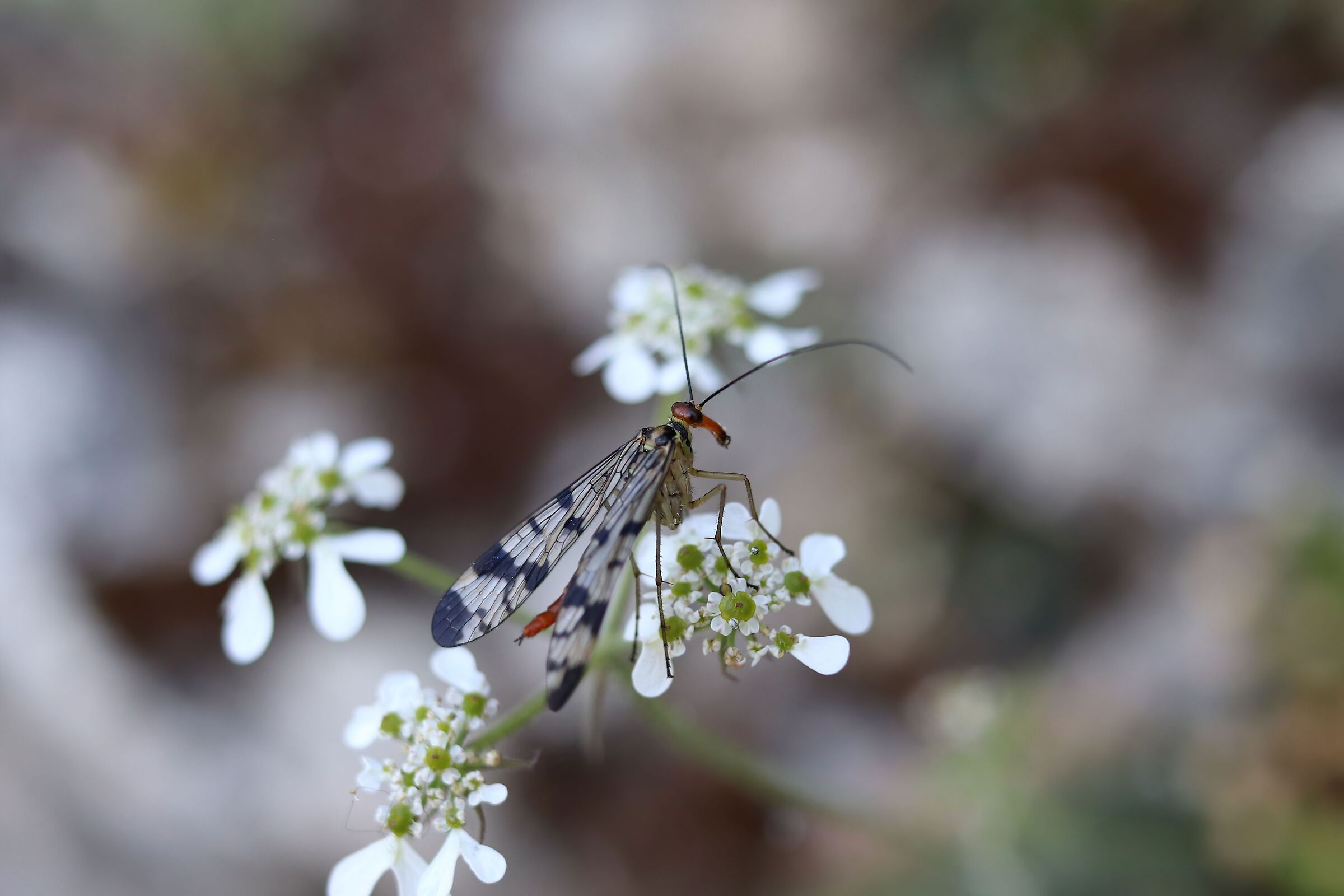 Mosca scorpione comune