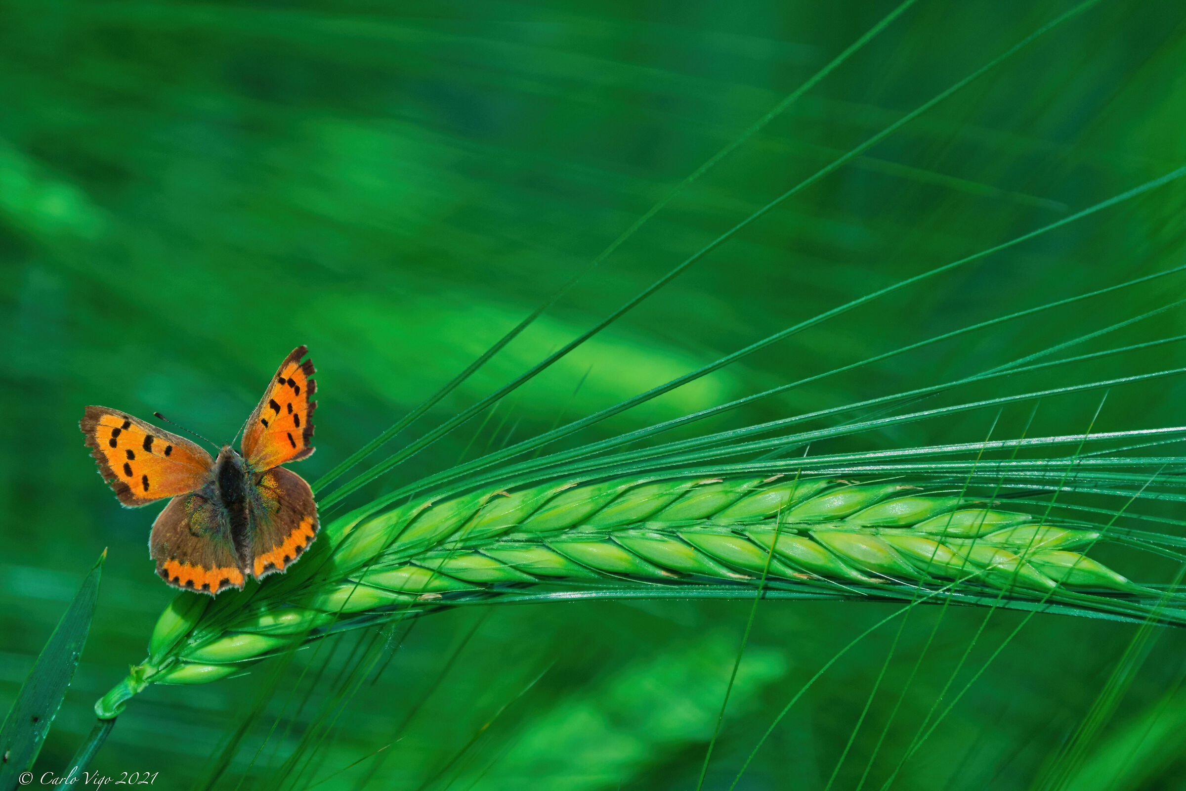 Fiore di grano (Lycaena phlaeas)