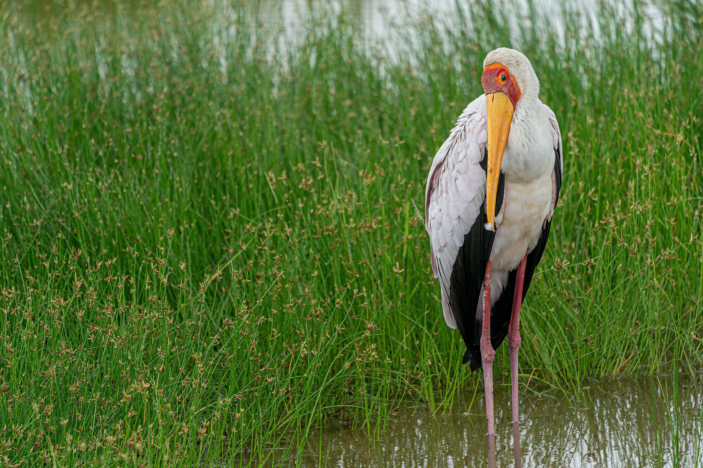 yellow-beaked tantalus (Mycteria ibis)