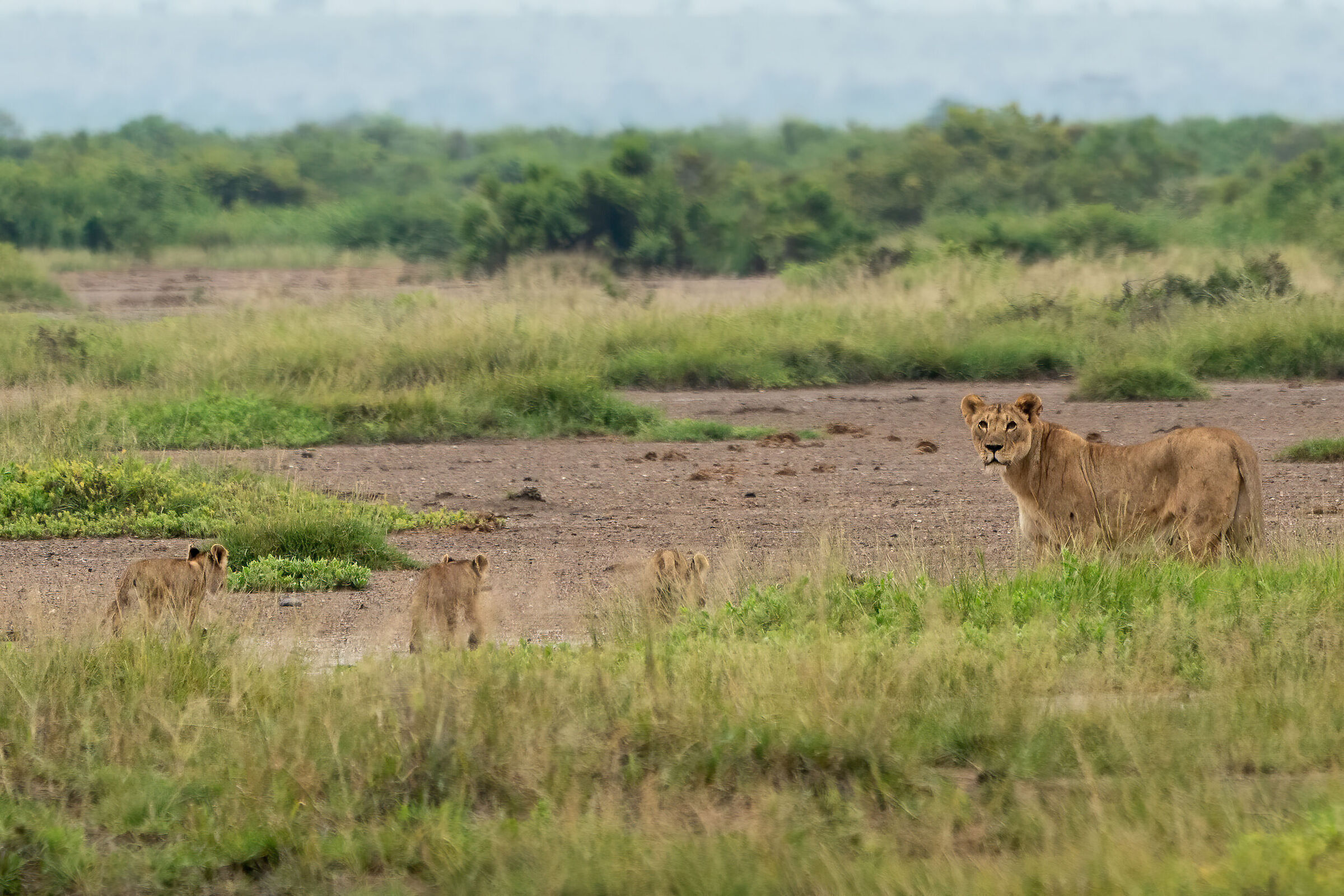 lion with her cubs