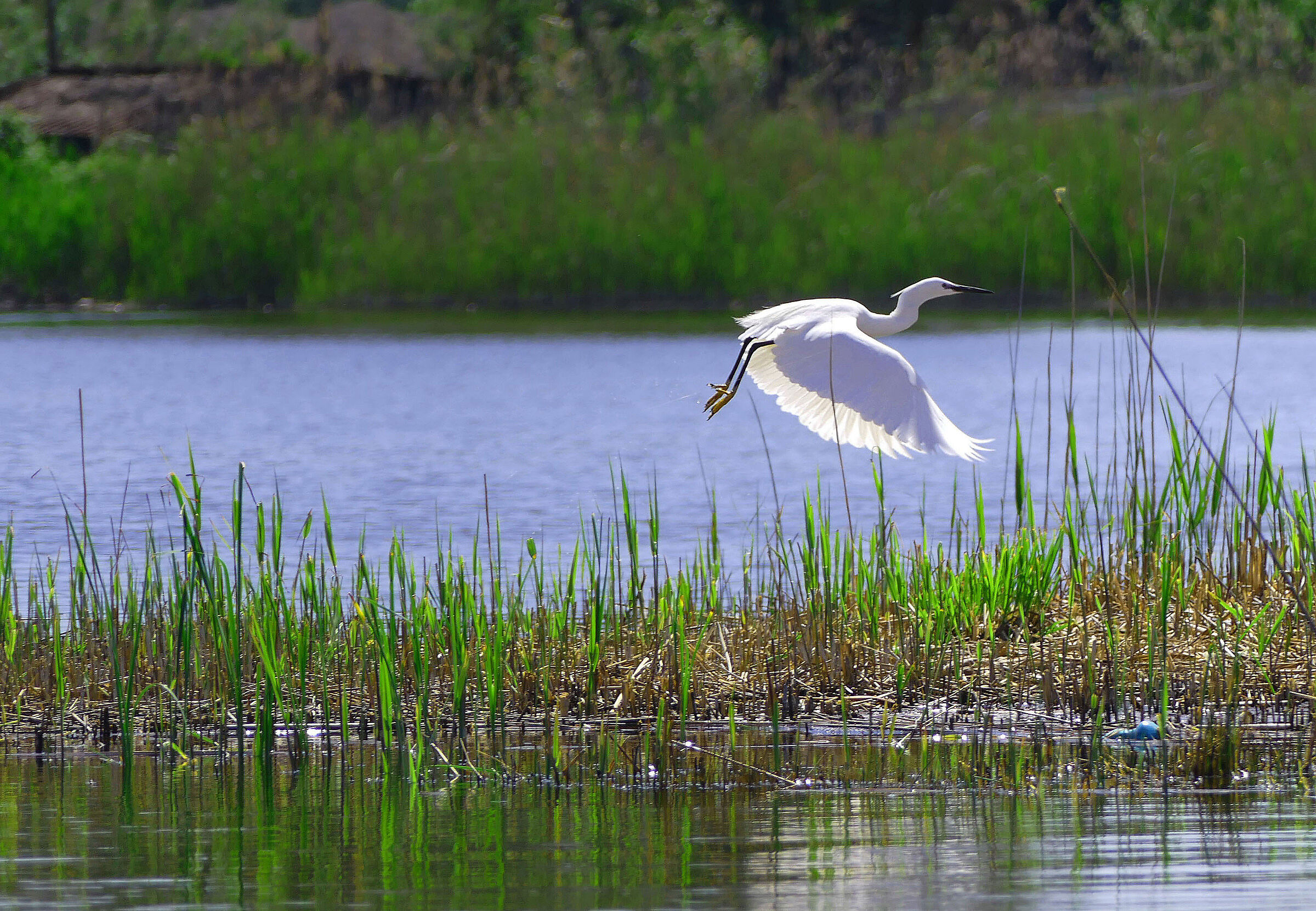 Le ballerine del Lago