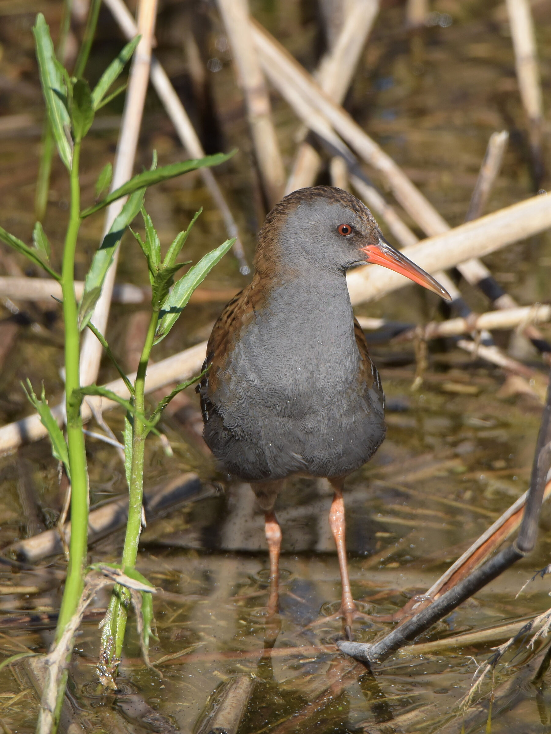 Porciglione (rallus acquaticus)