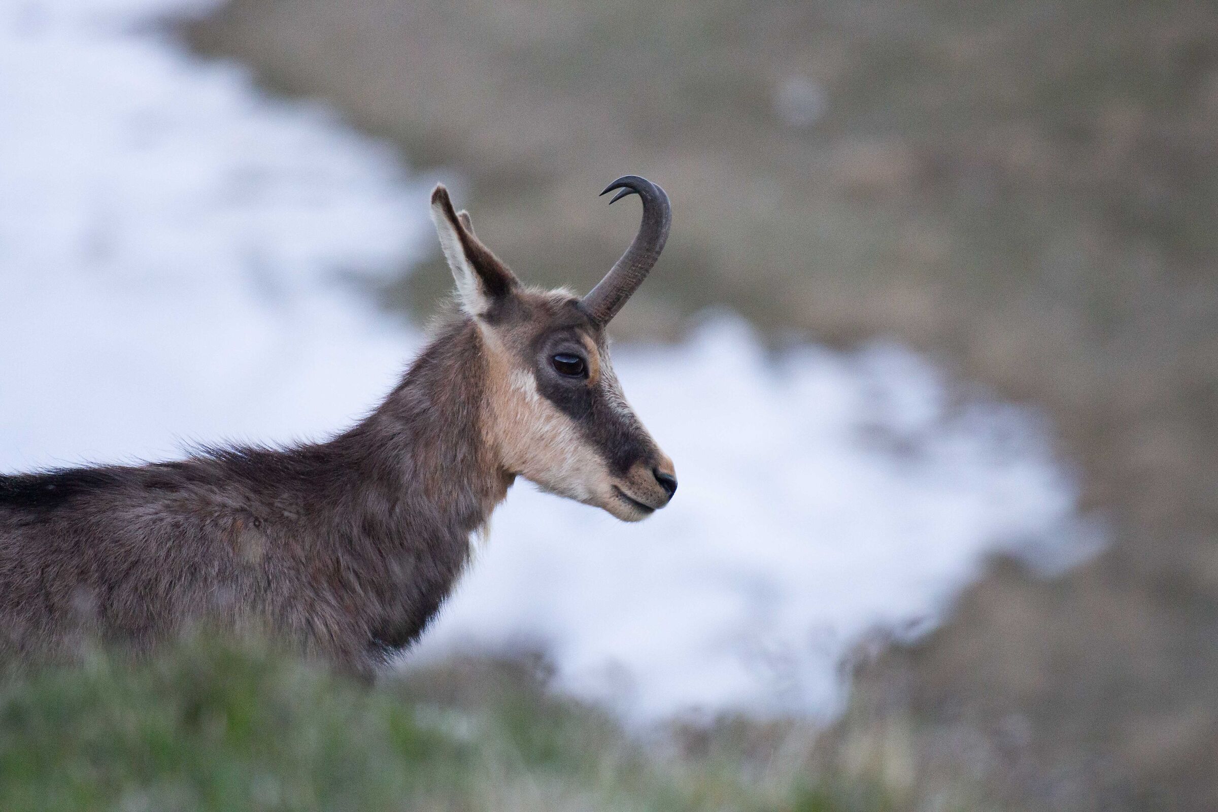 chamois