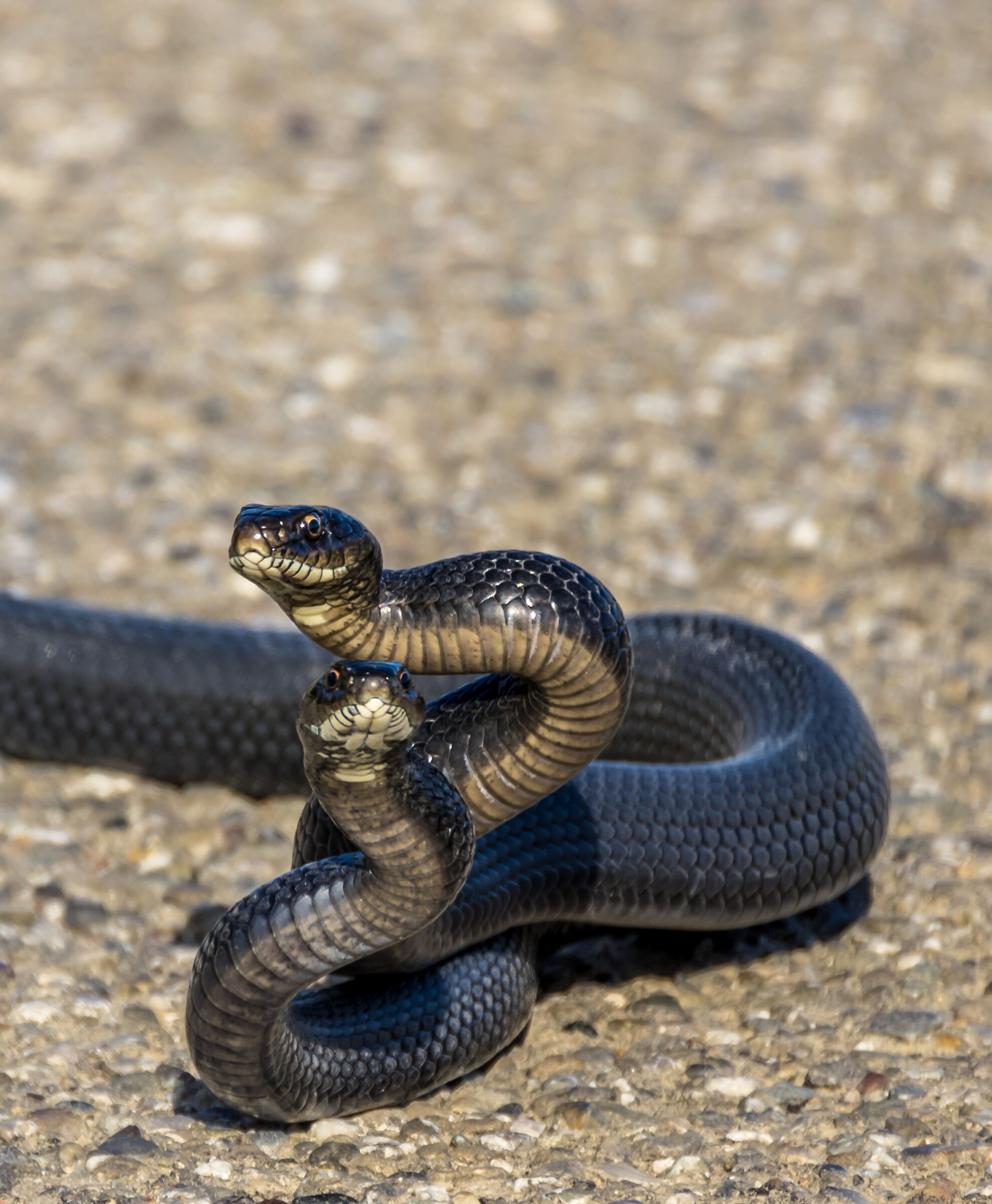 Biacchi in courtship