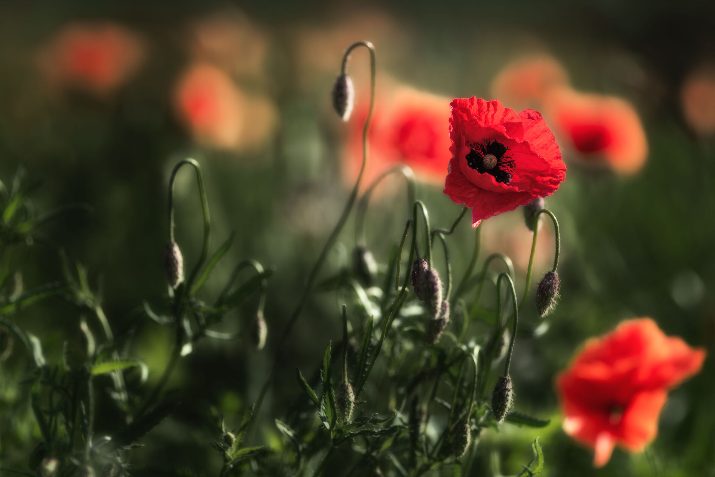Poppies
