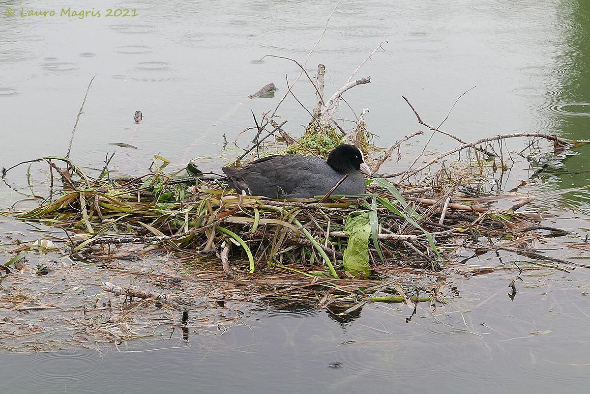 Proteggendo sotto la pioggia