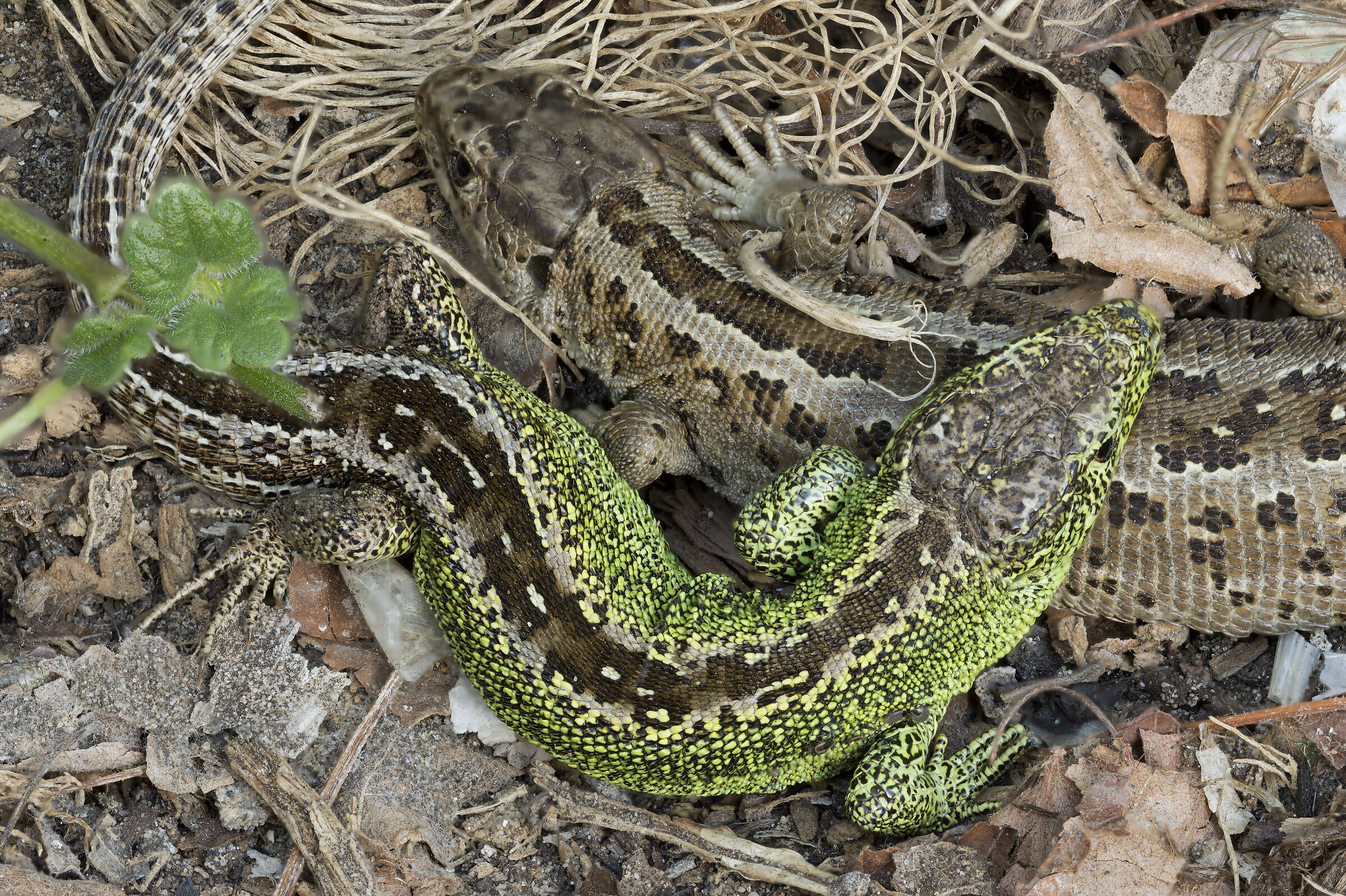 Protecting his 'girl'