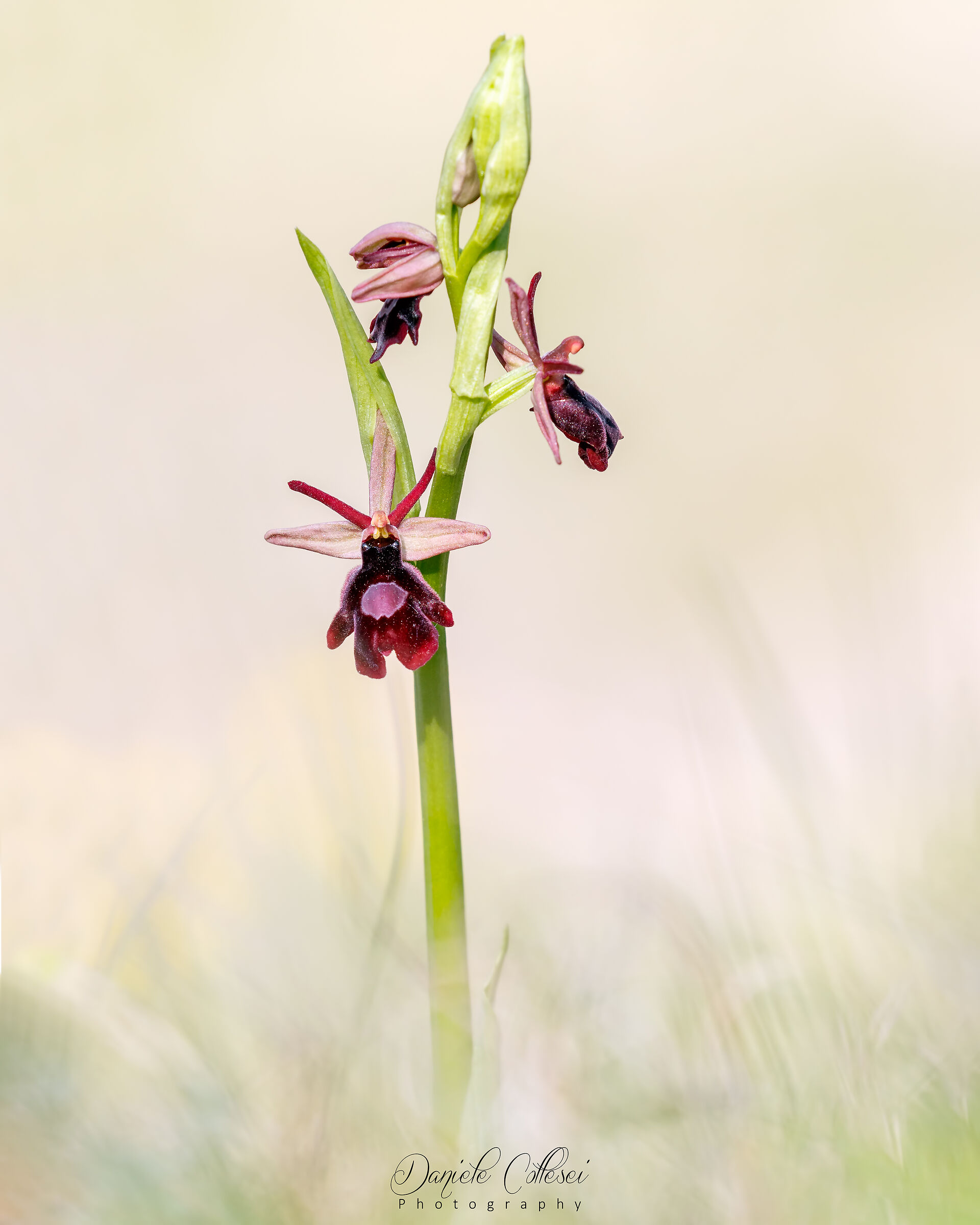 Ophrys benacensisXinsectifera
