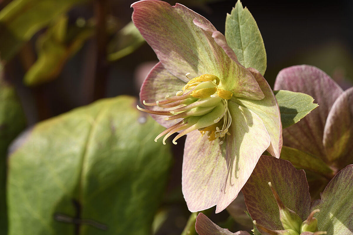 hellebore