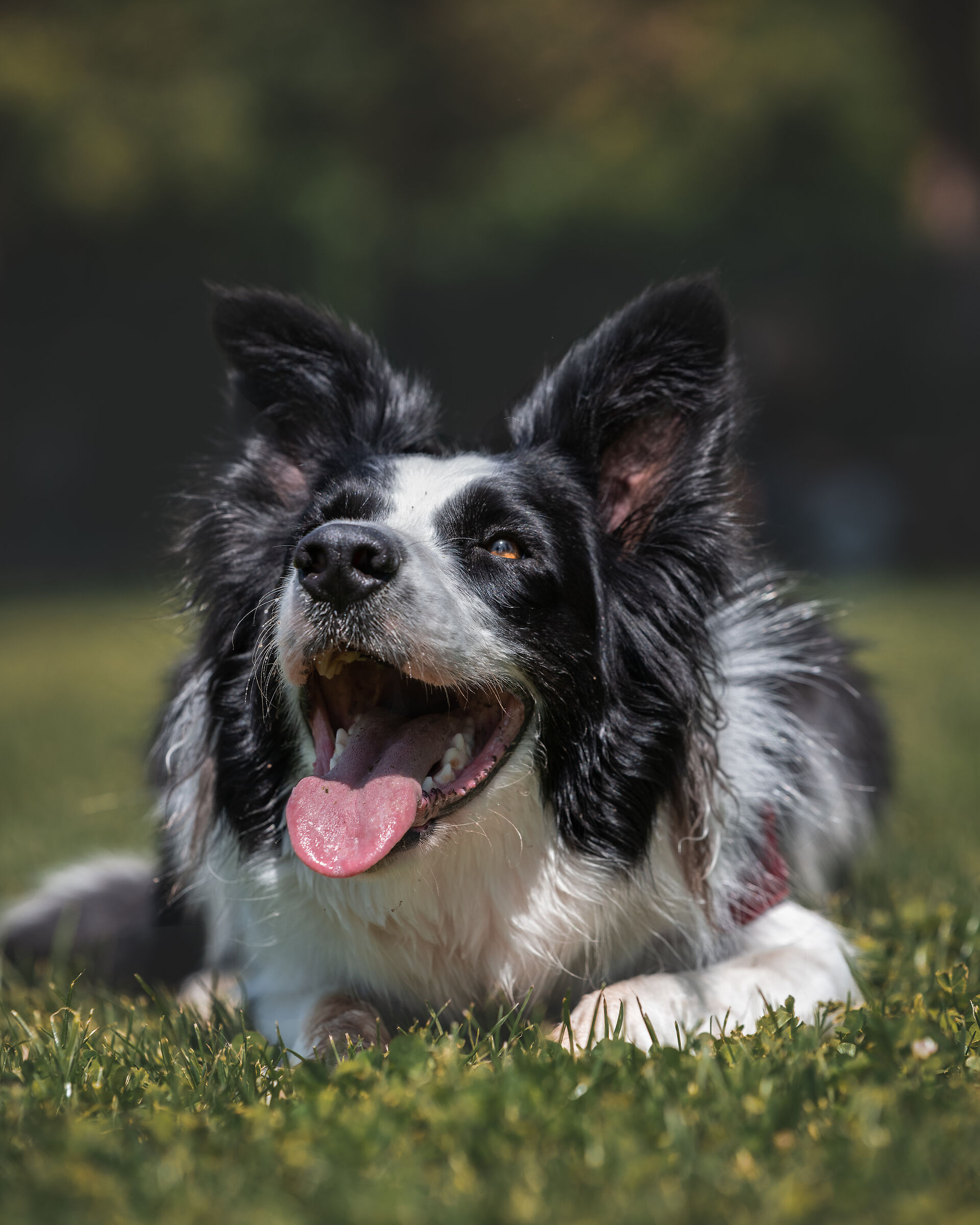 Border Collie, 19