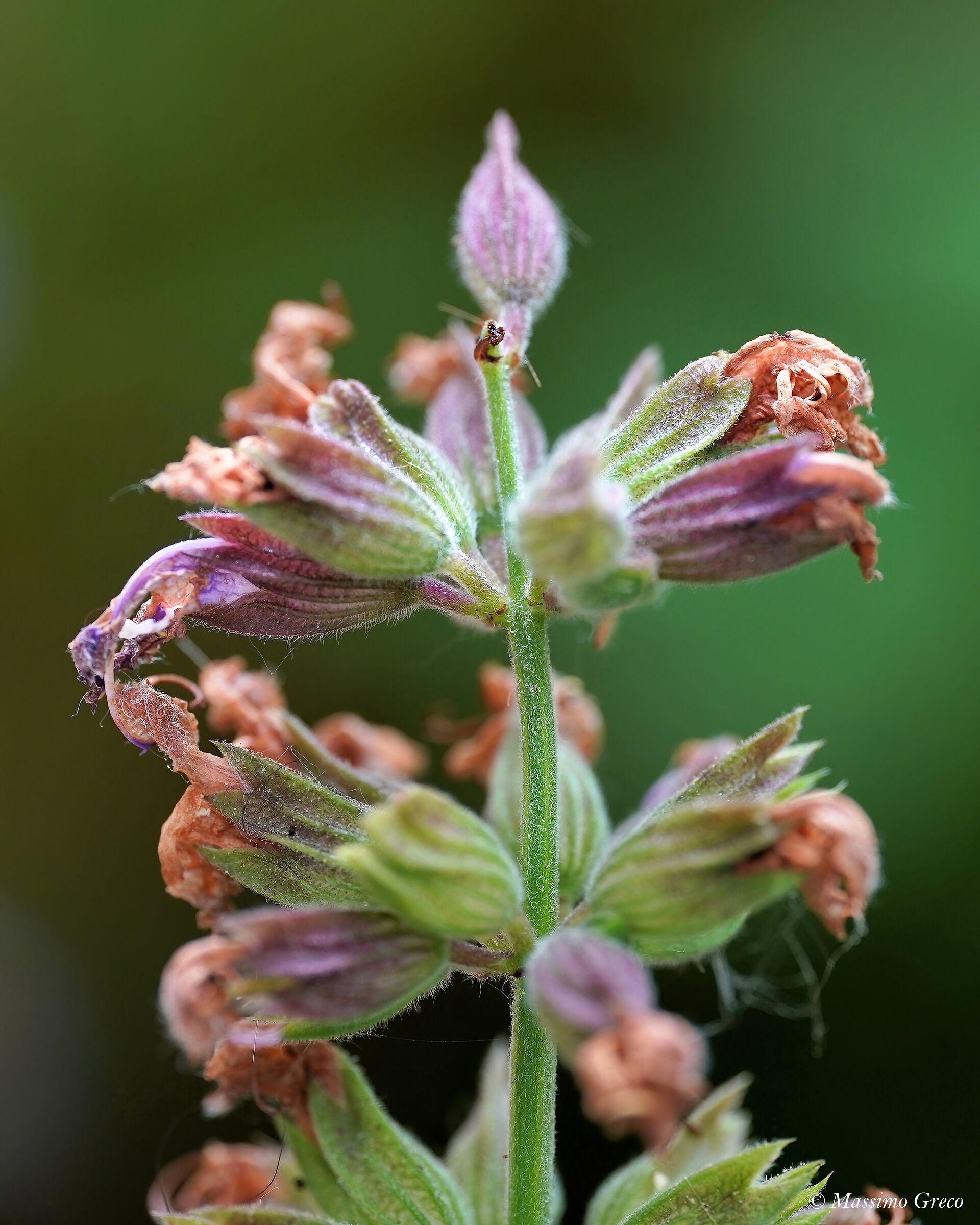 Sage Flower