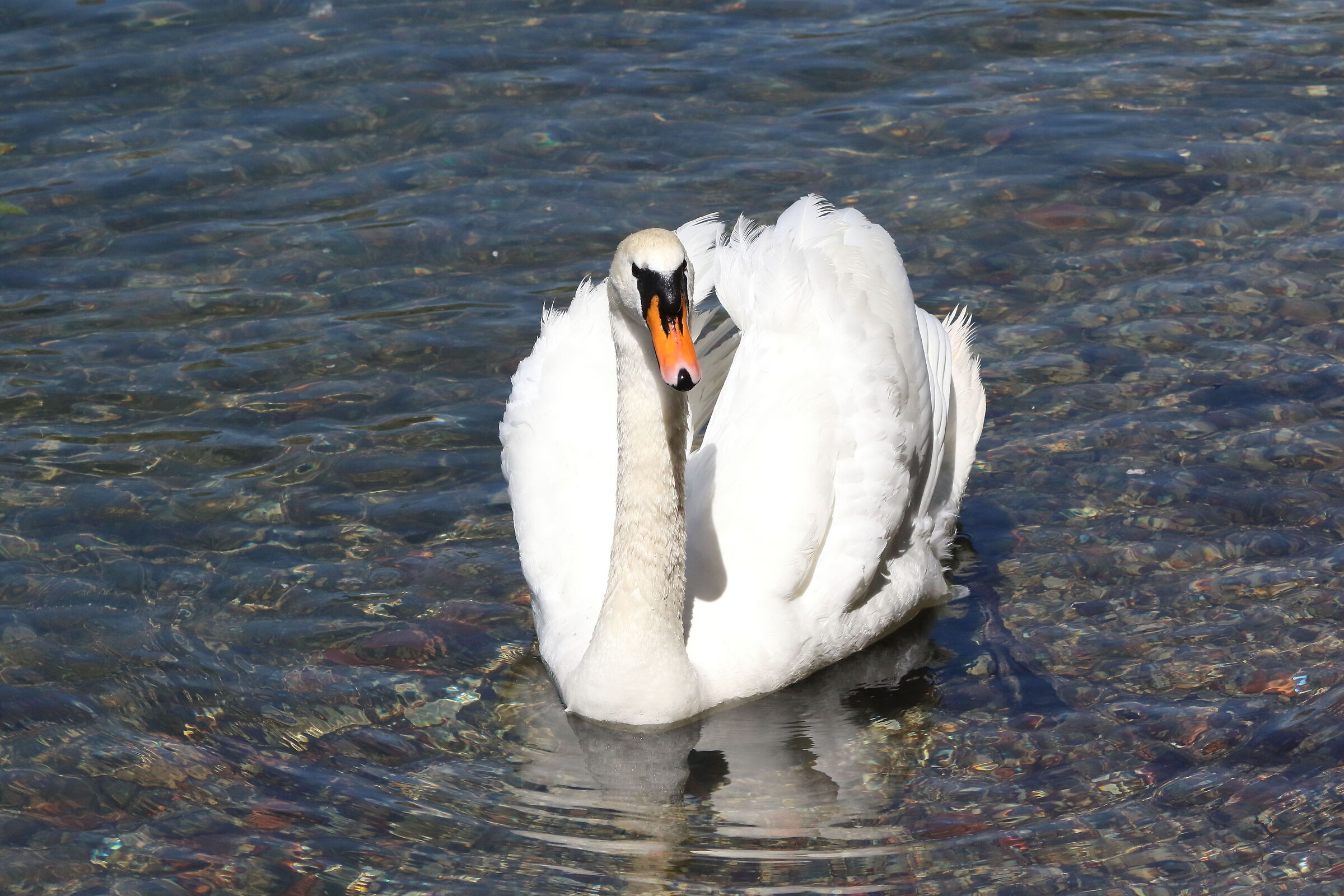 mute swan