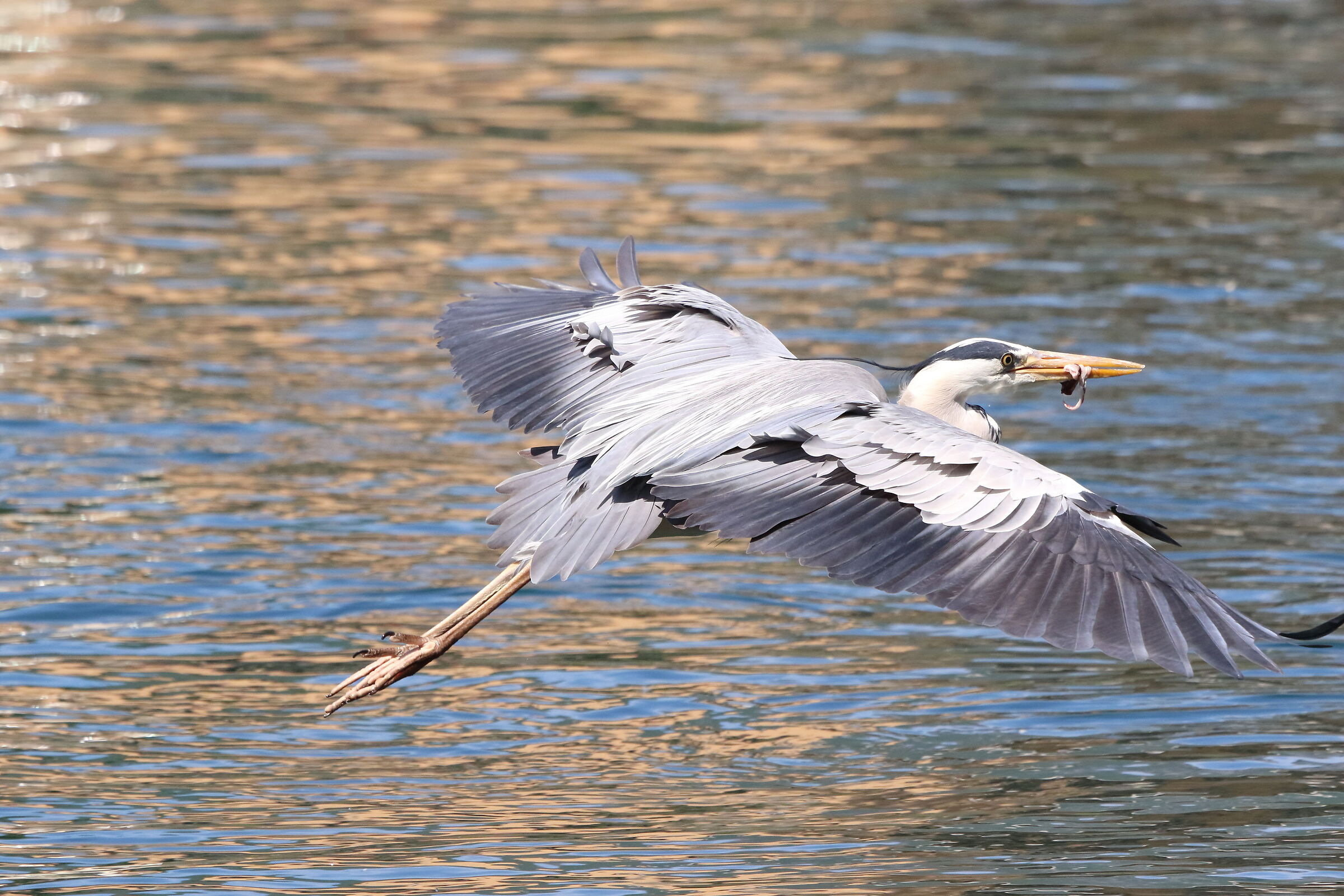 grey heron