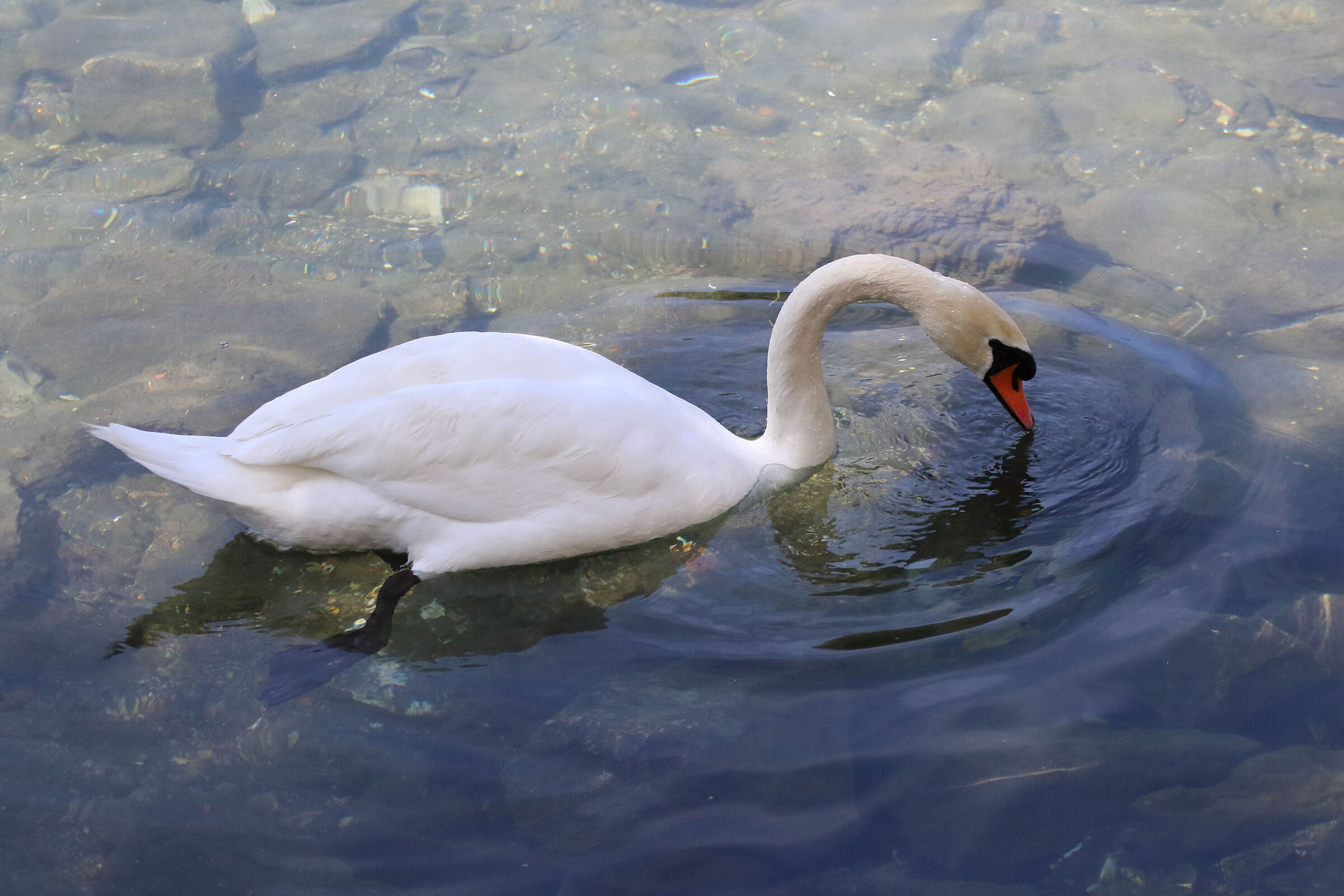 mute swan
