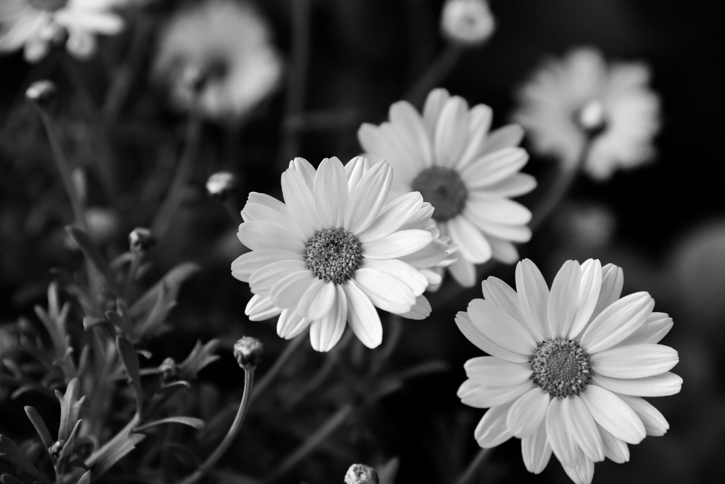 Daisies