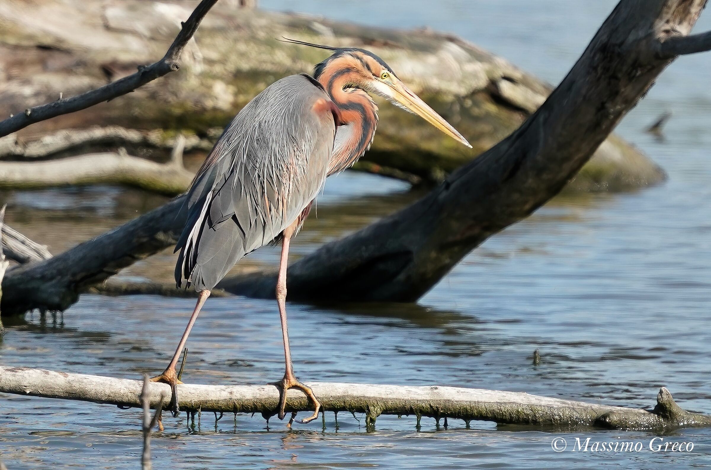 Red Heron (Ardea purpurea)