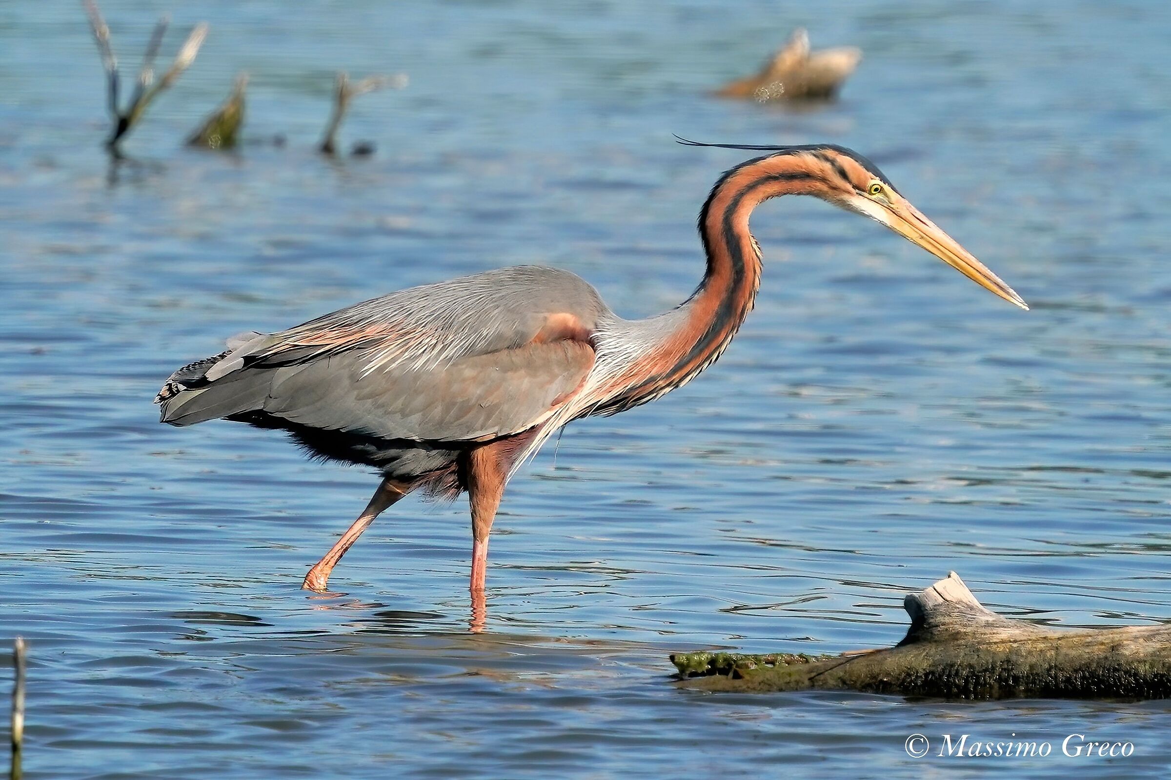 Airone rosso (Ardea purpurea)