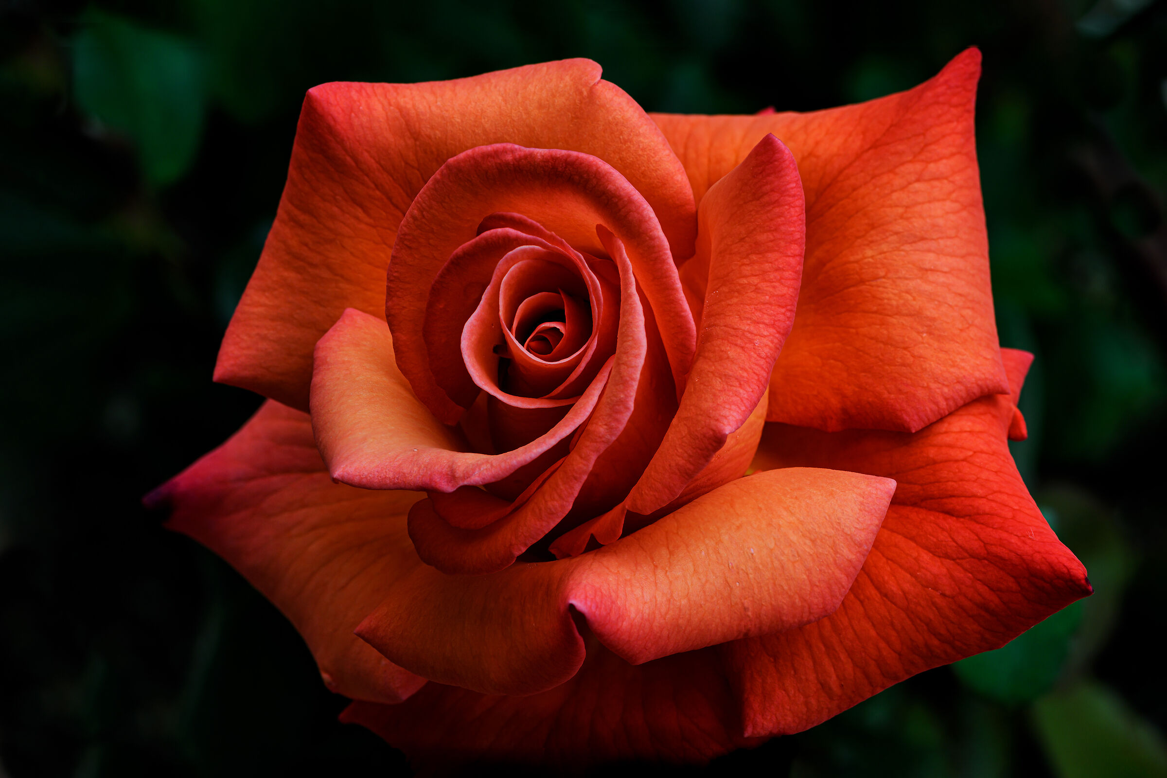 La prima rosa del mio giardino