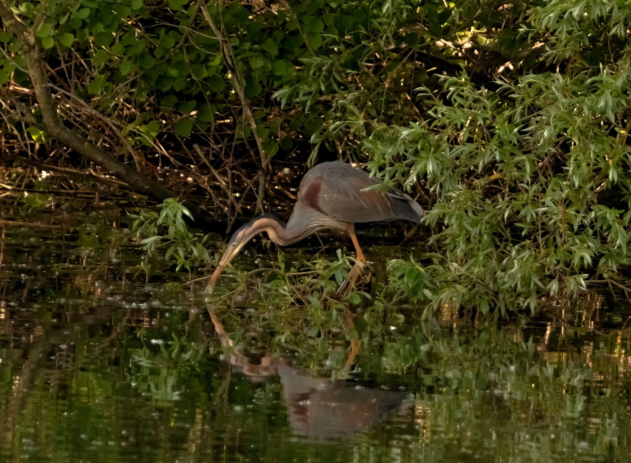 Red Heron in stop Oasis Lipu 12/05/2021