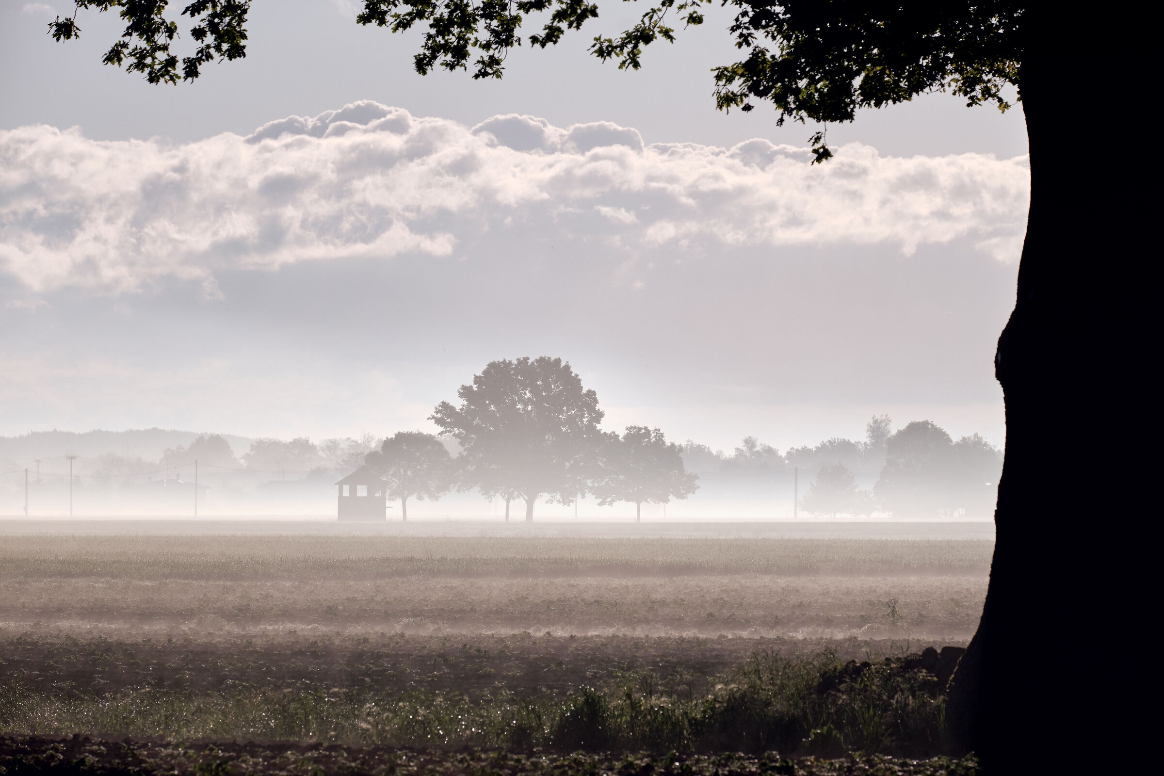 The Silos and the Oaks