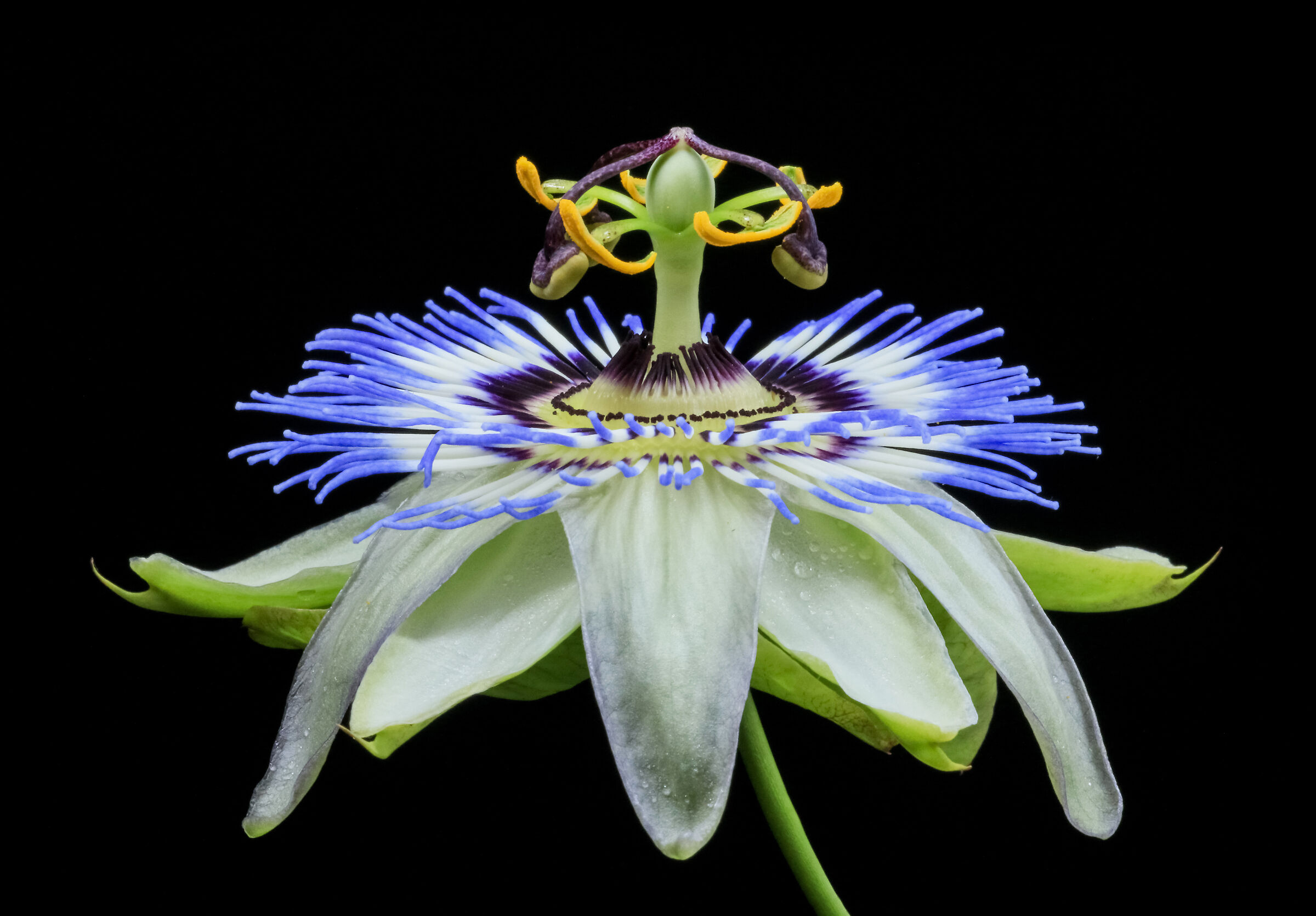 Passiflora Caerulea