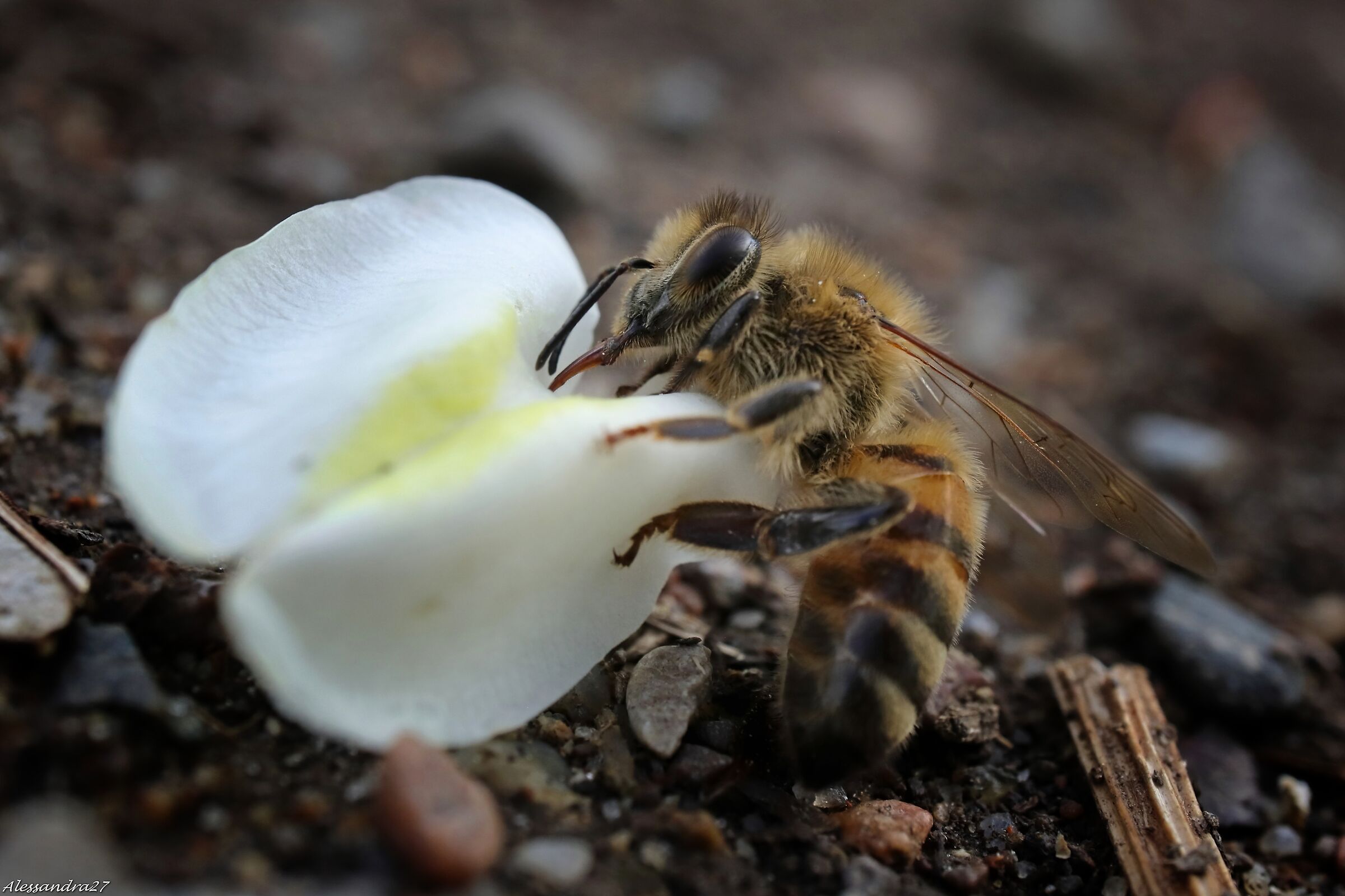 ...  sempre al lavoro ...