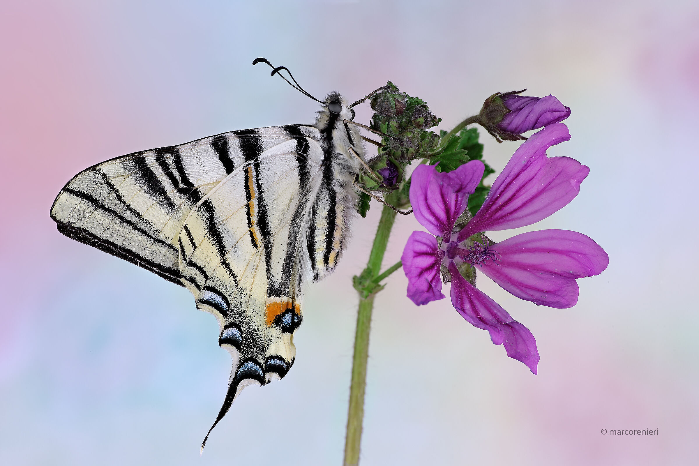 scarce swallowtail