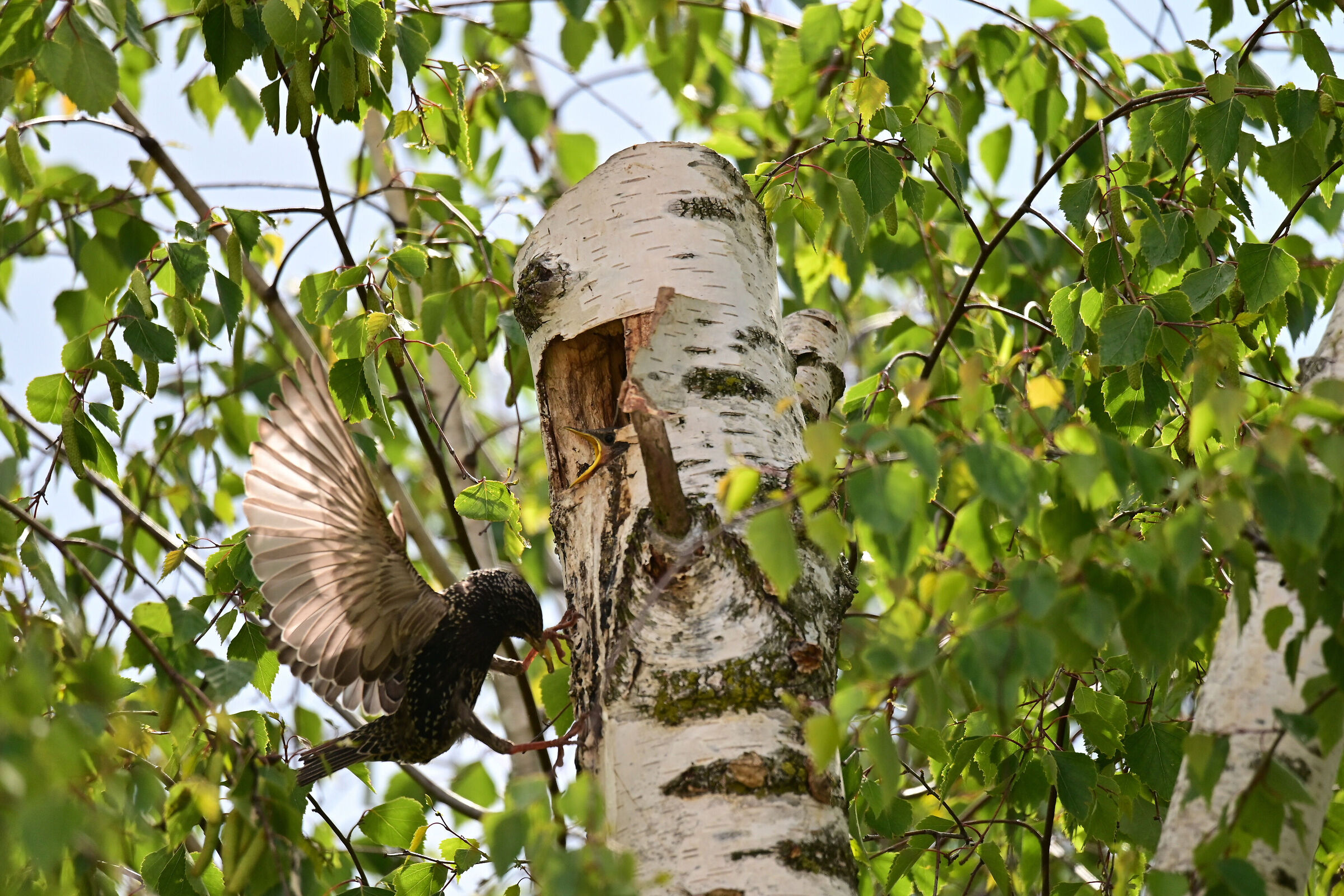reversal in flight