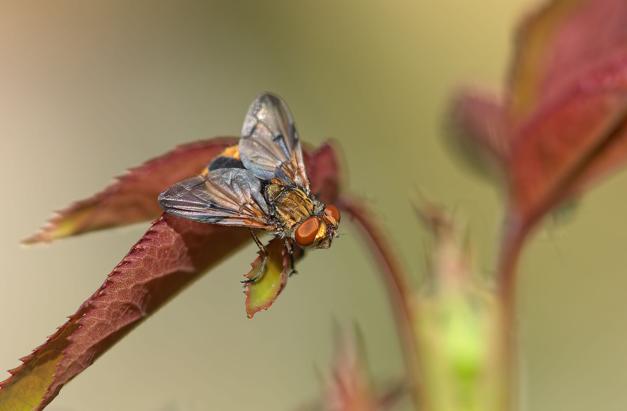 Crassips's ectophasia