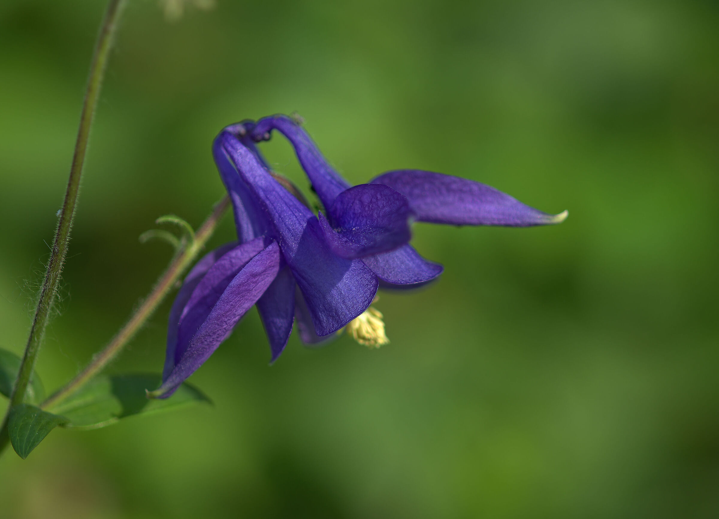 Aquilegia