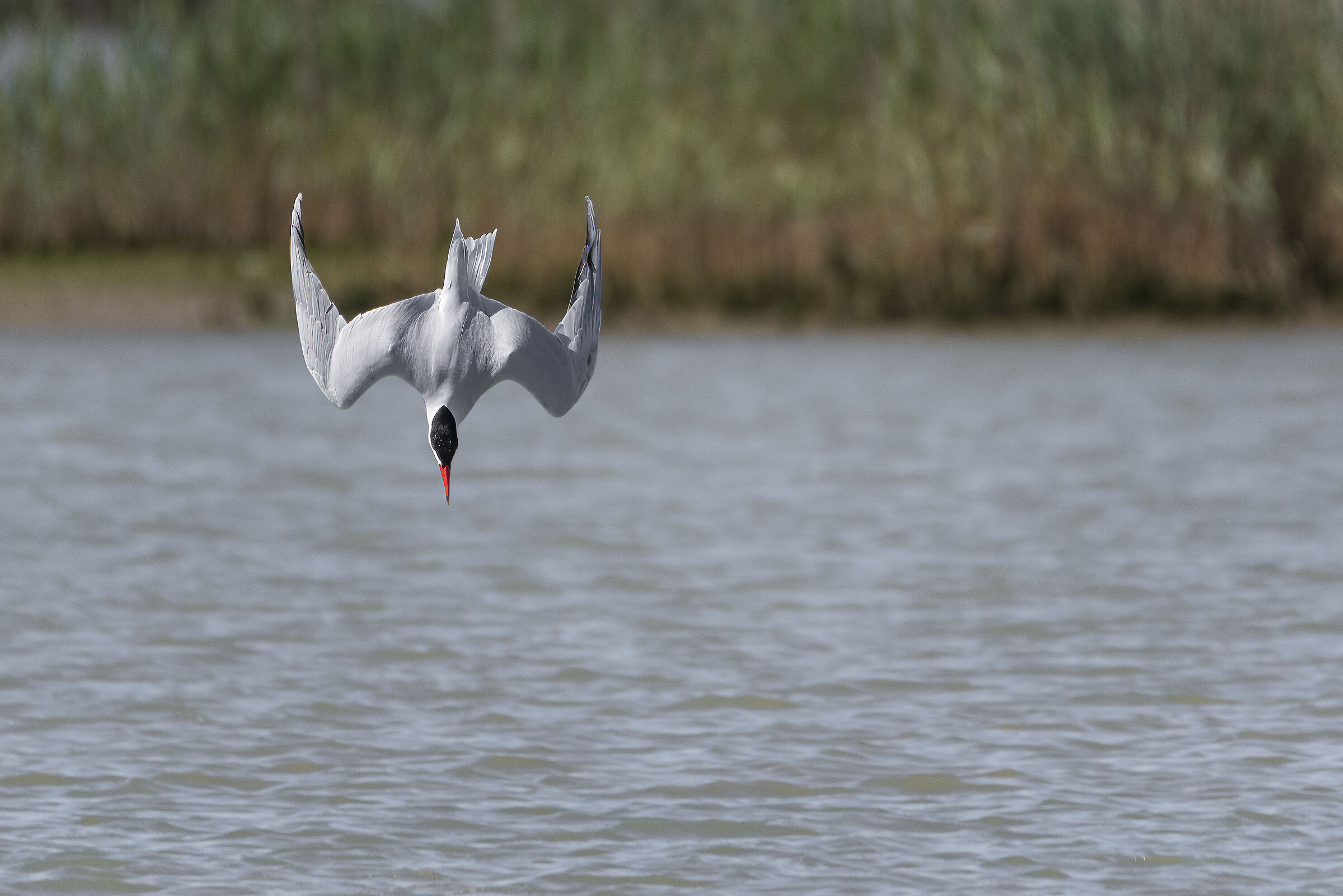 Sterna maggiore in caccia
