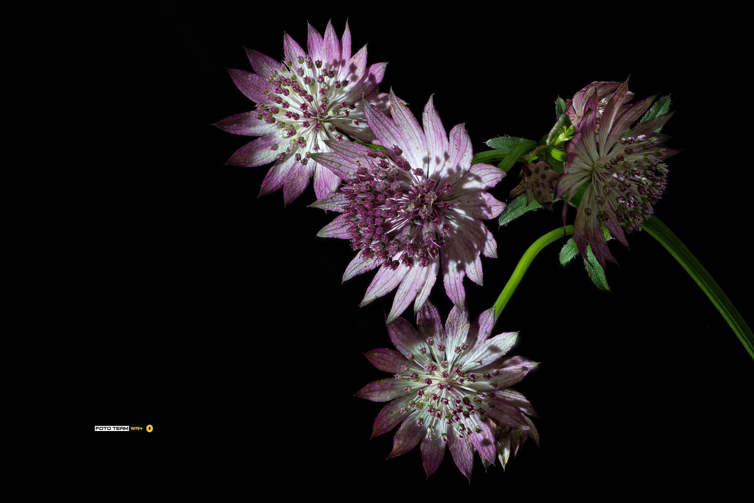 Astrantia