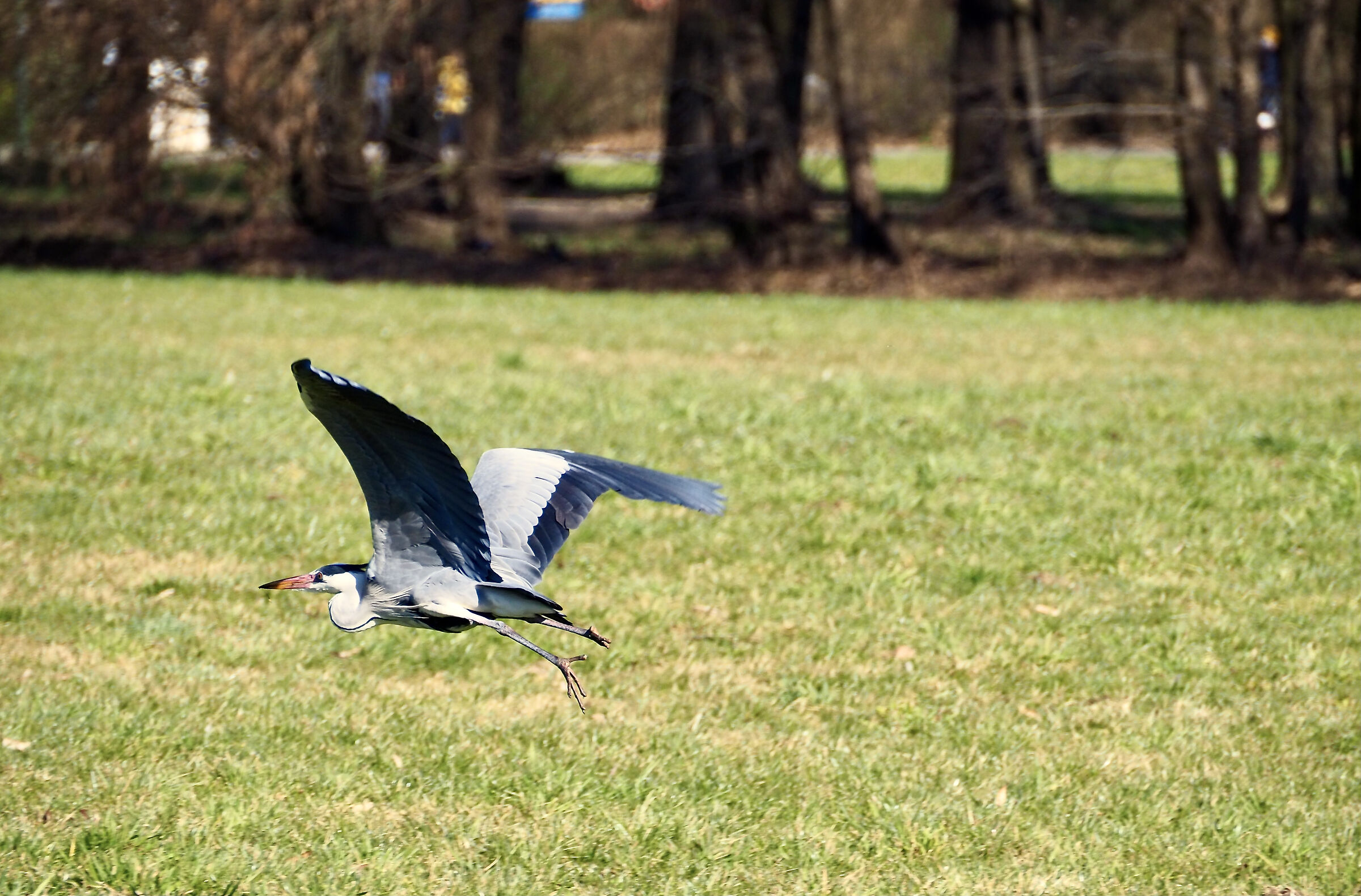 Prova cattura airone in volo