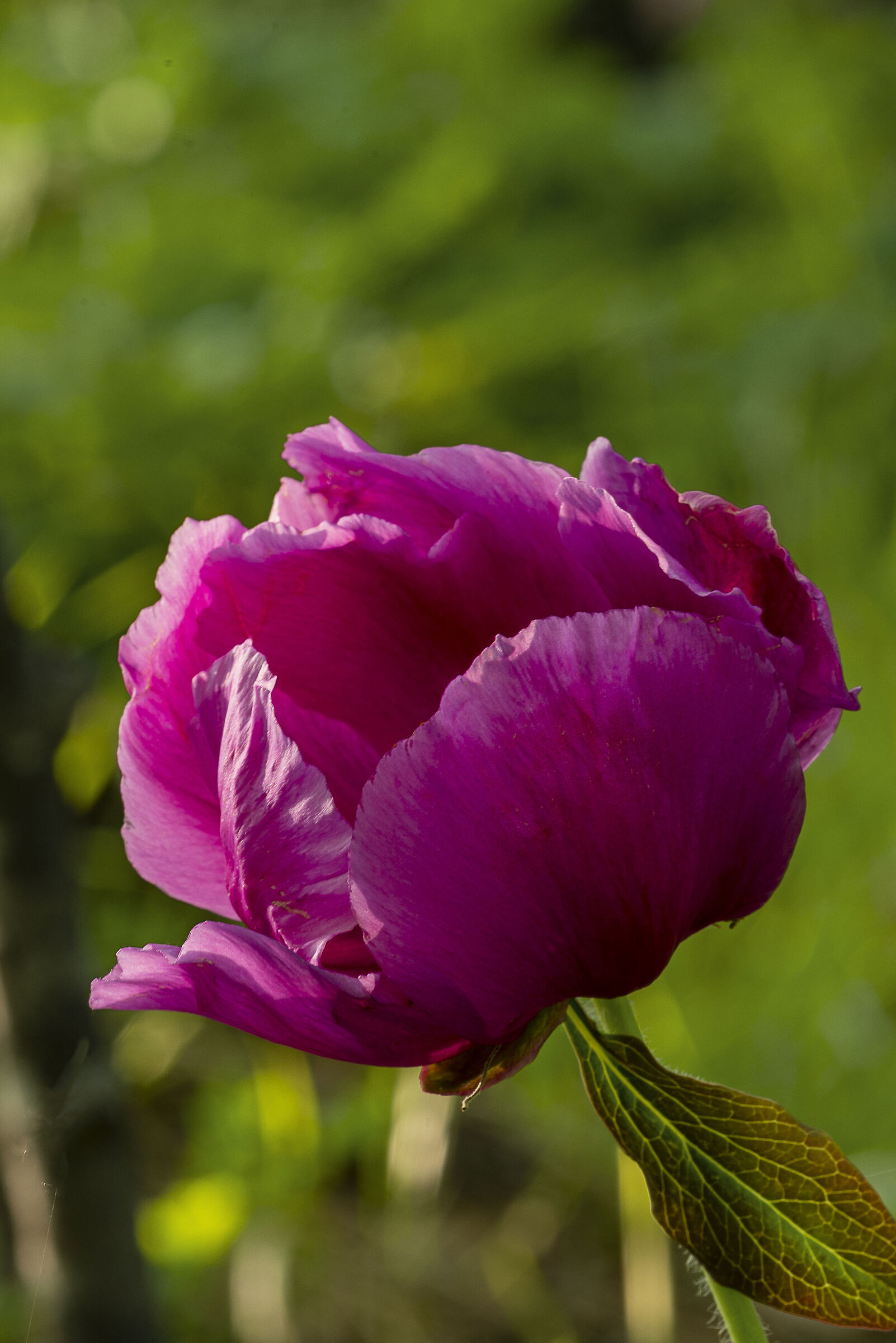 Wild peony (Paeonia officinalis ssp. banatica)