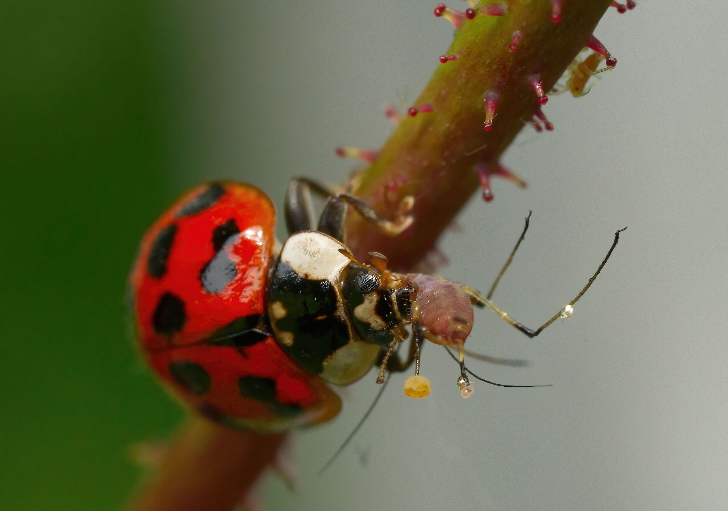 Natural disinfestation