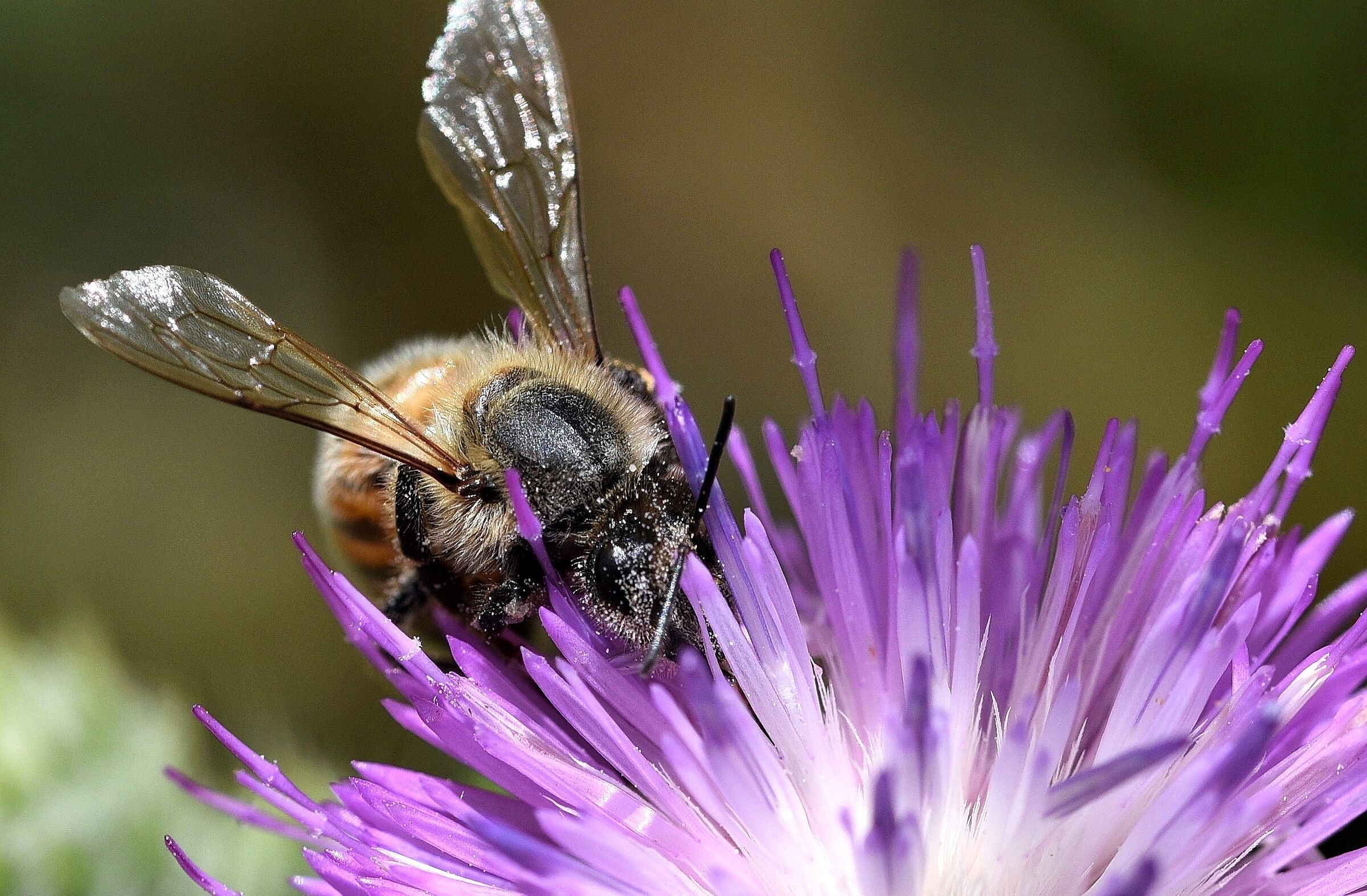 Bombo su cardo mariano (2)