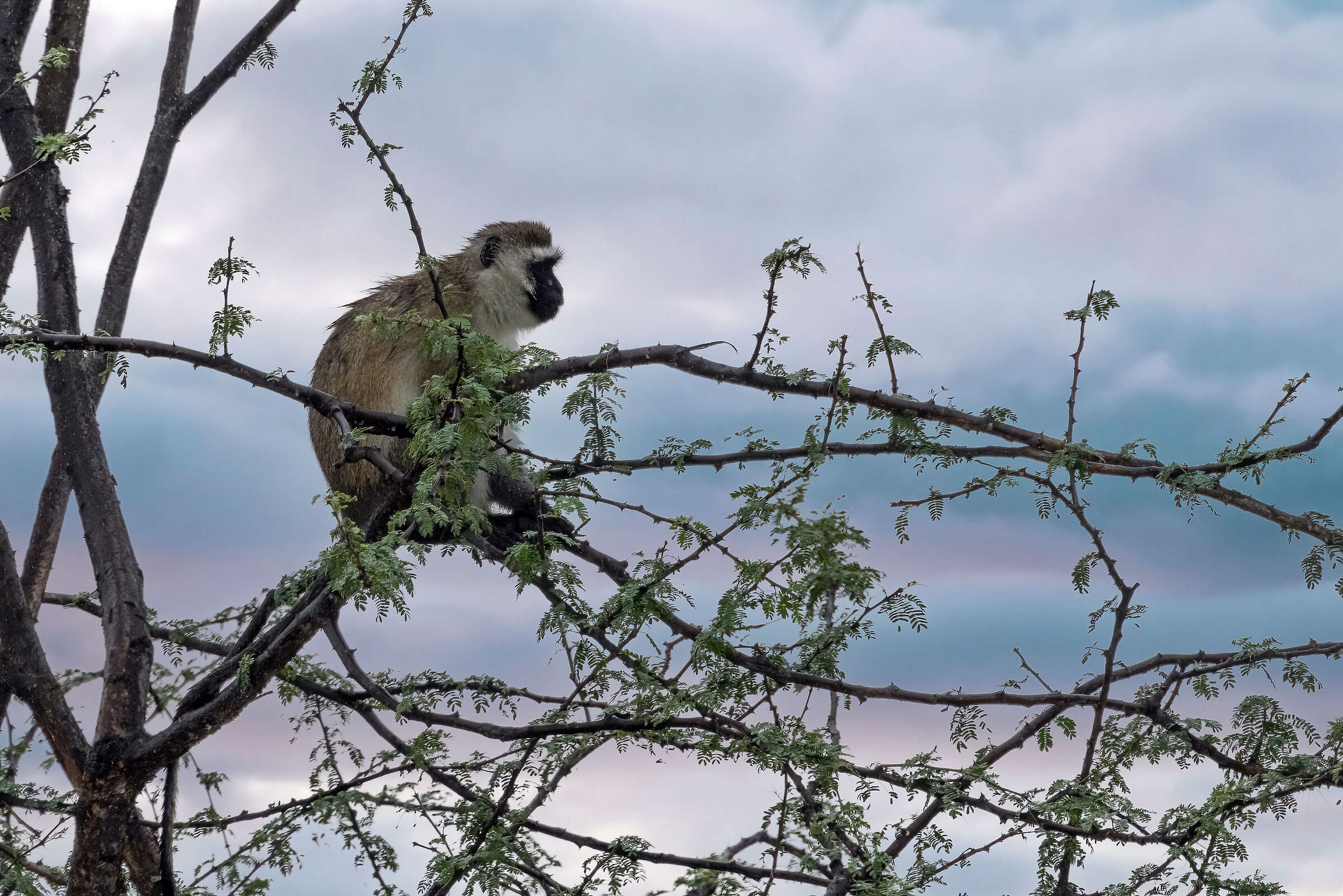 Into a Wild, Rainy Morning
