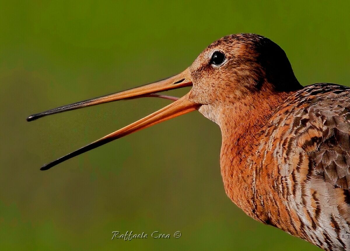 Pittima Reale: Il richiamo al tramonto