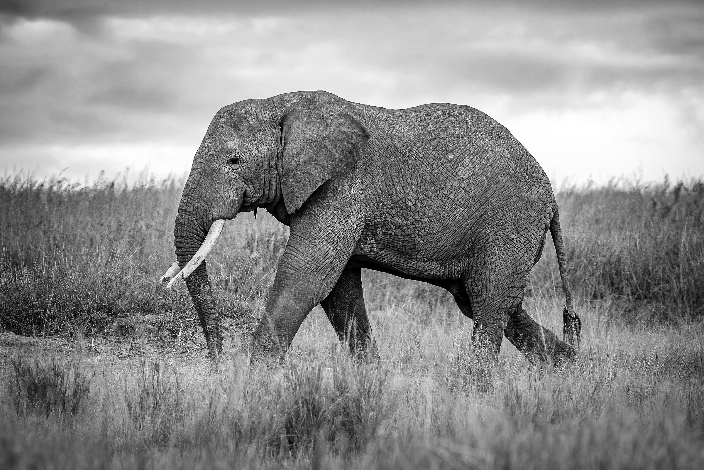 The other king of Africa