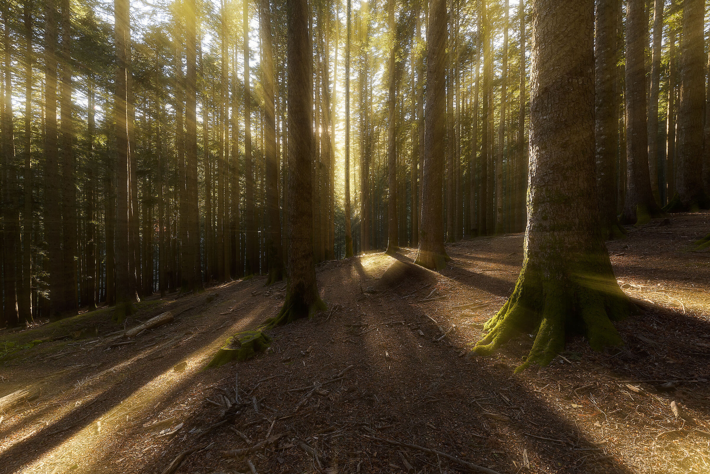 Walking in the woods IV