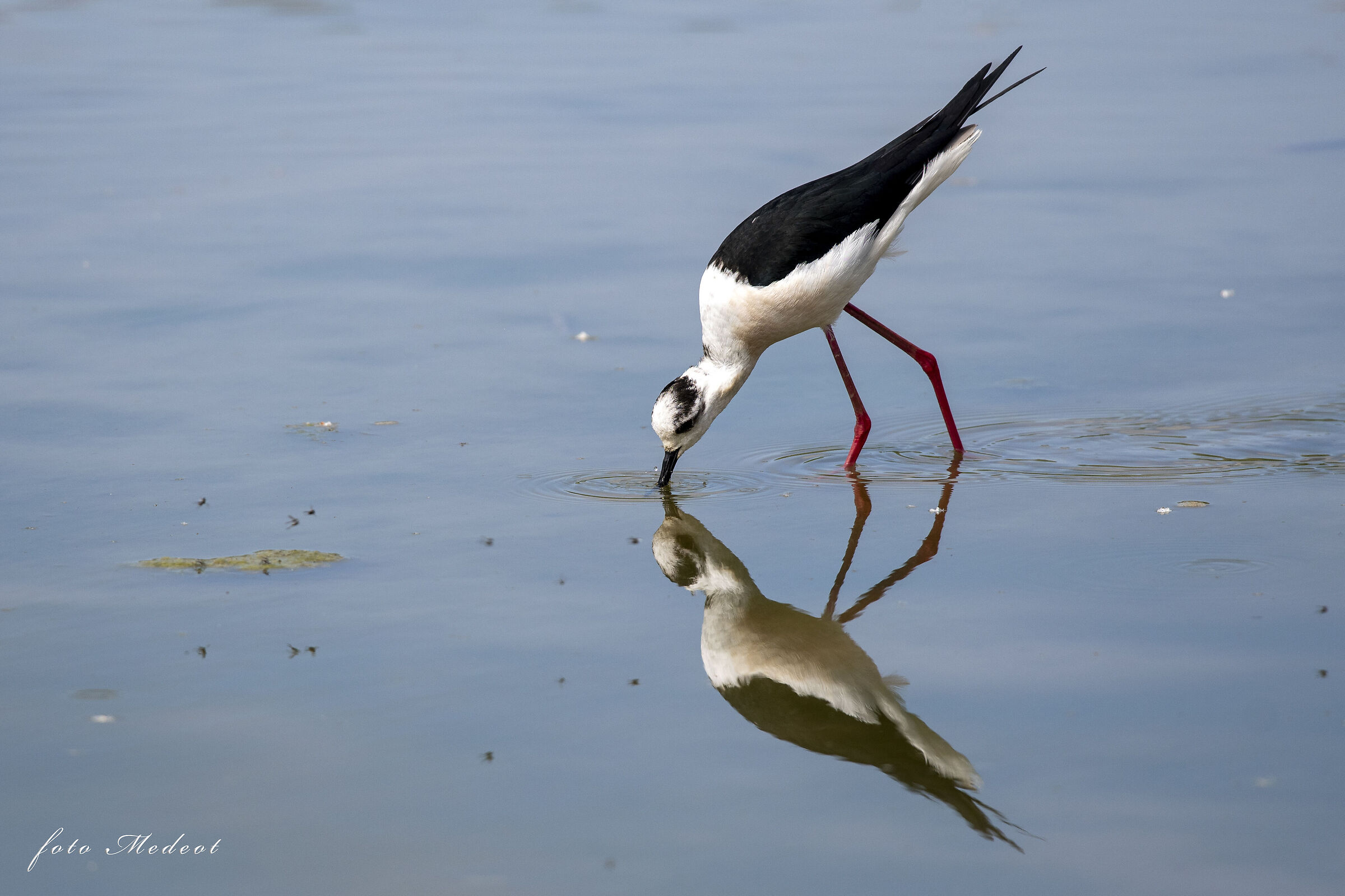 Cavaliere d'Italia e moscerini