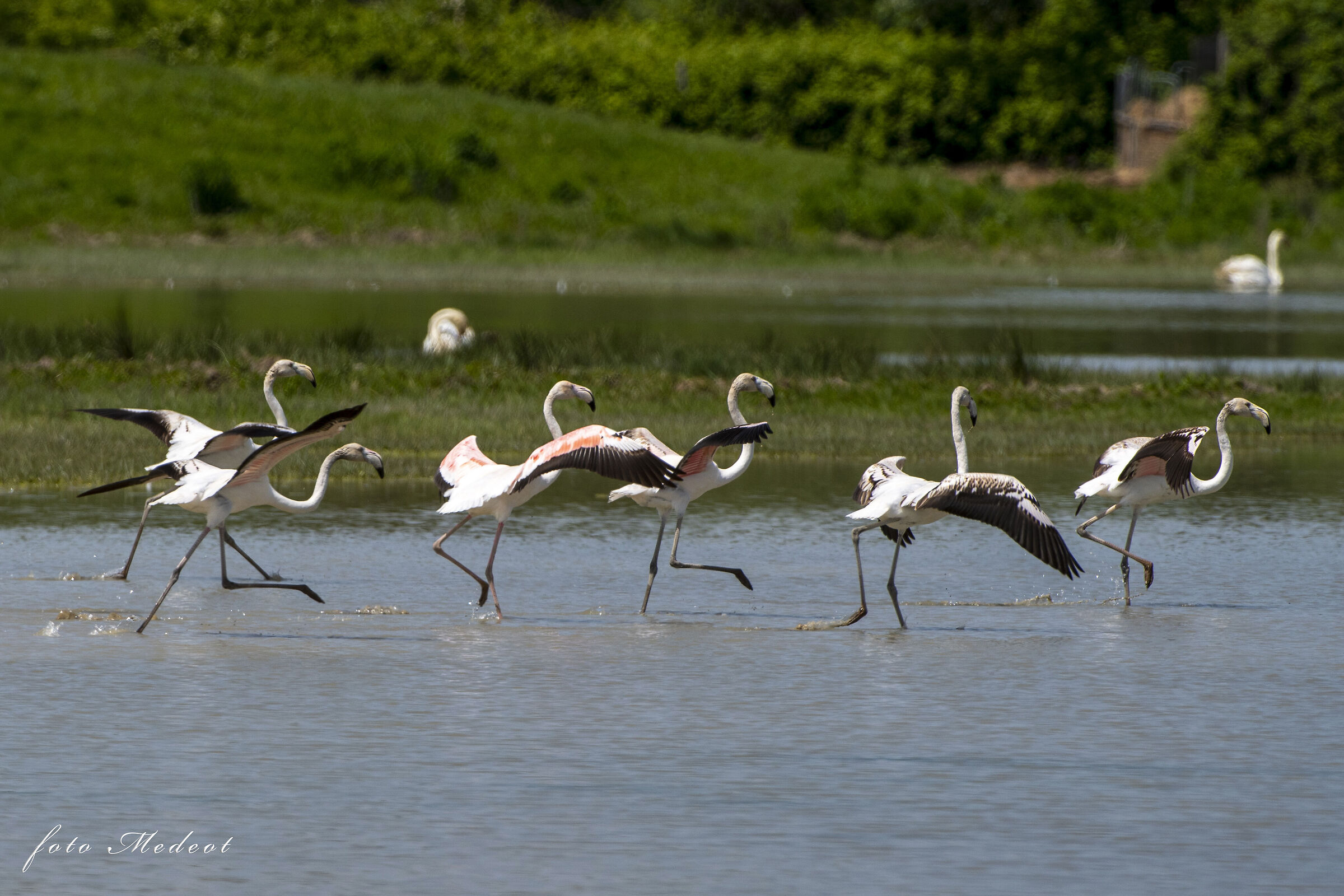 La corsa dei fenicotteri