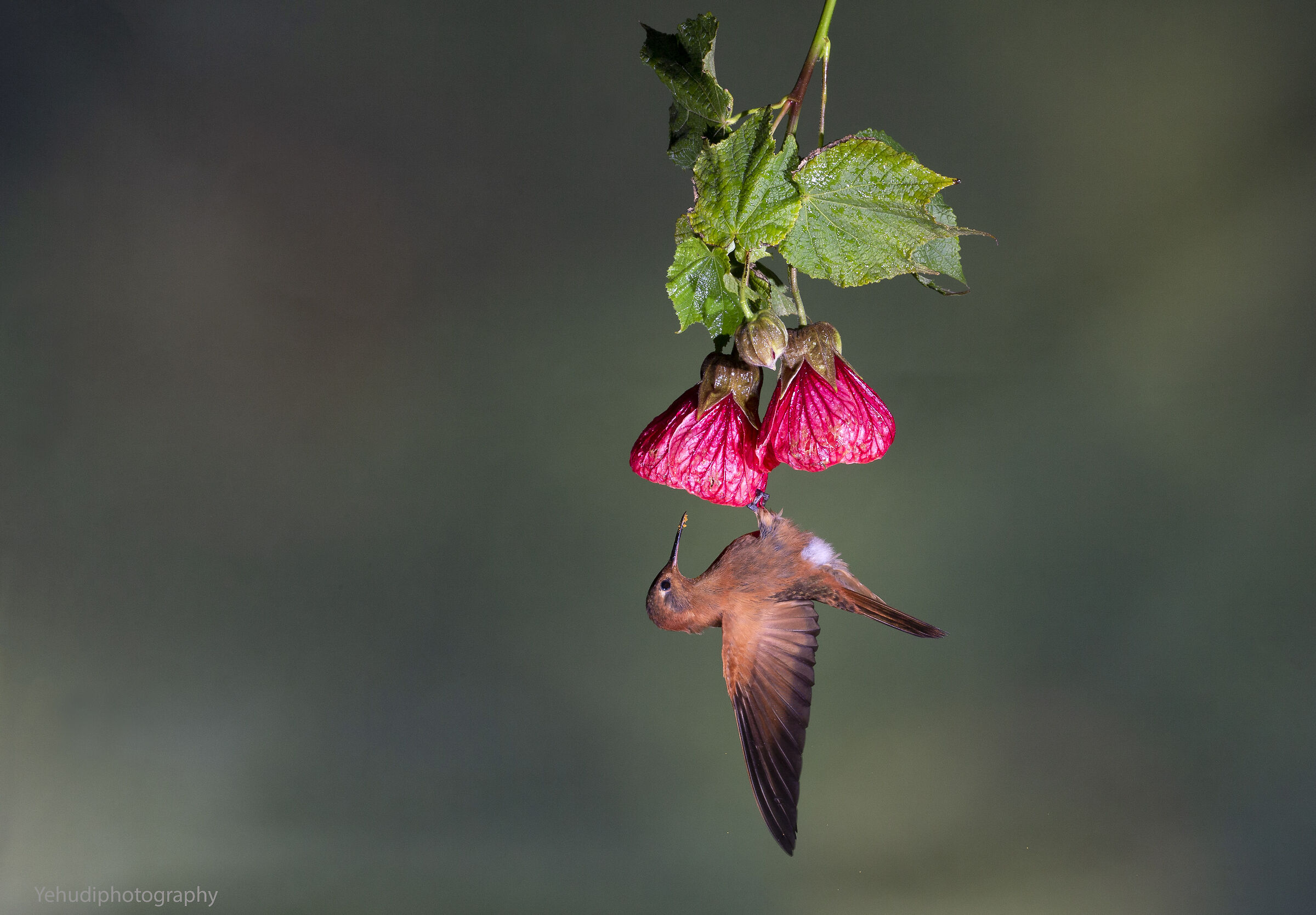 Shining Sunbeam (Aglaeactis cupripennis)