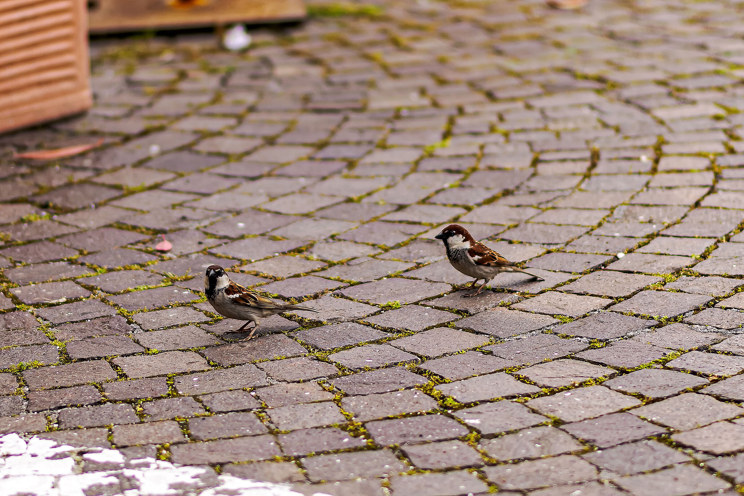Passeracei in Piazza